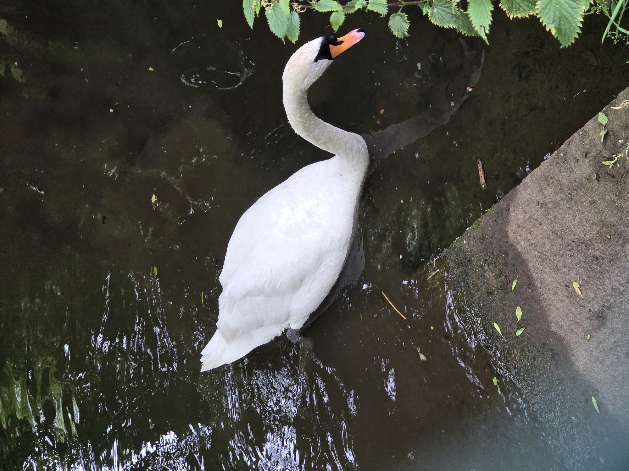 Swans and riverside wildlife along a Northampton canal