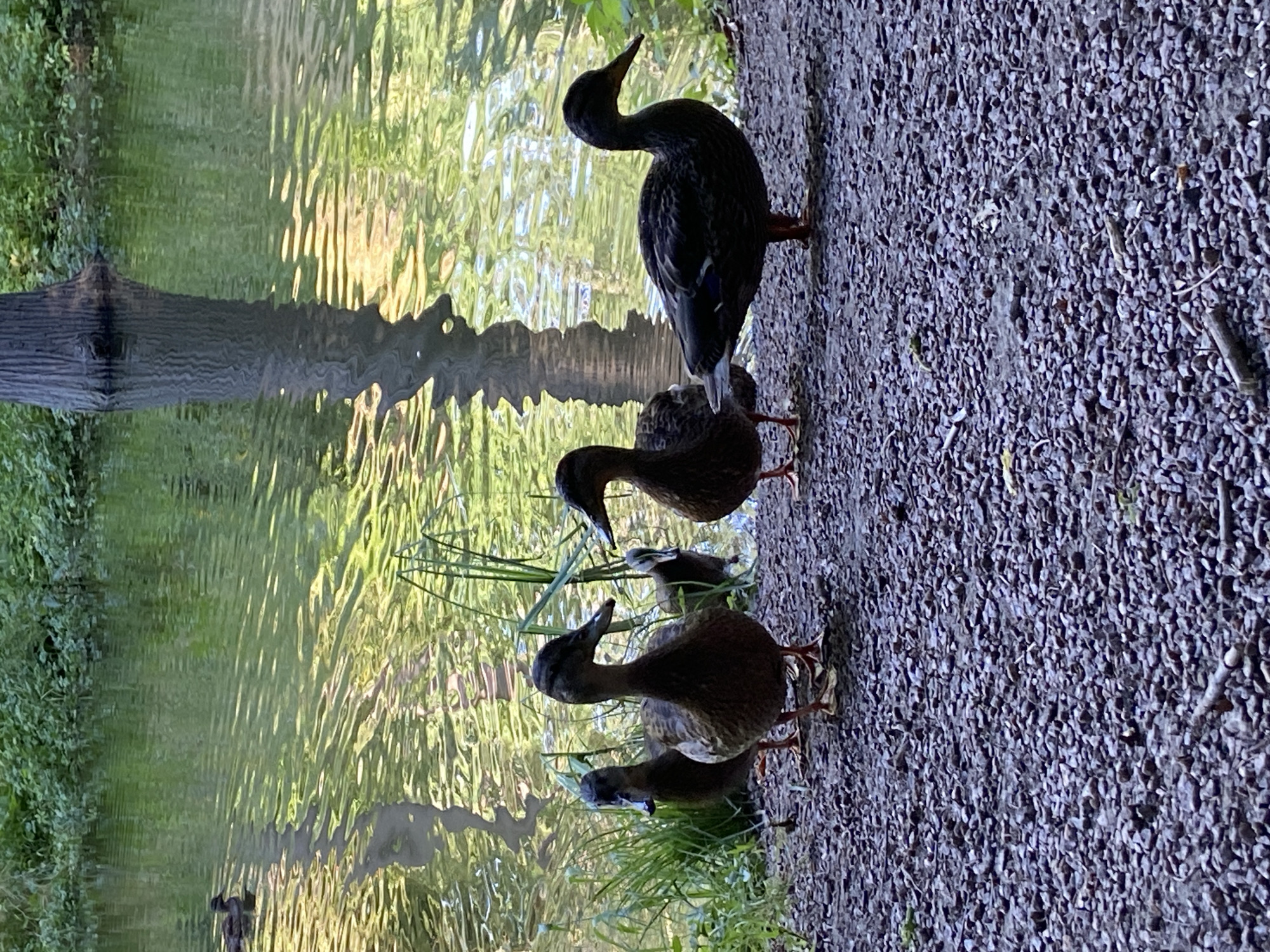 Afternoon in Sofiyivka Park — lily pads, ducks, shaded paths