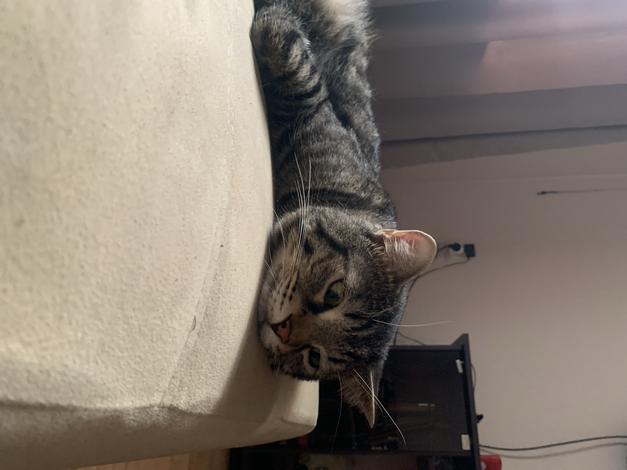 Tabby cats at rest in a Stavropol home