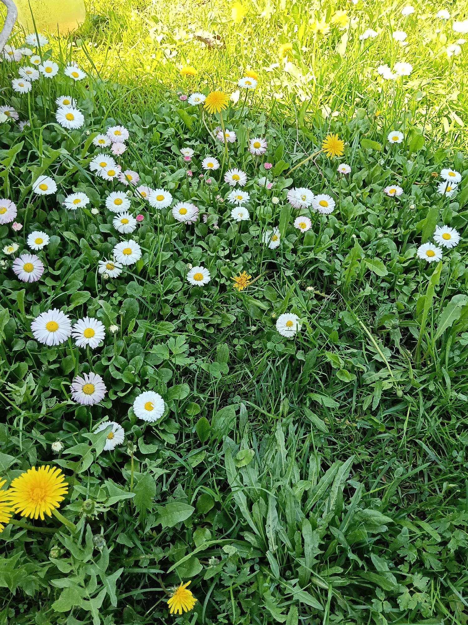 Spring blooms documented across Russian village during morning walk