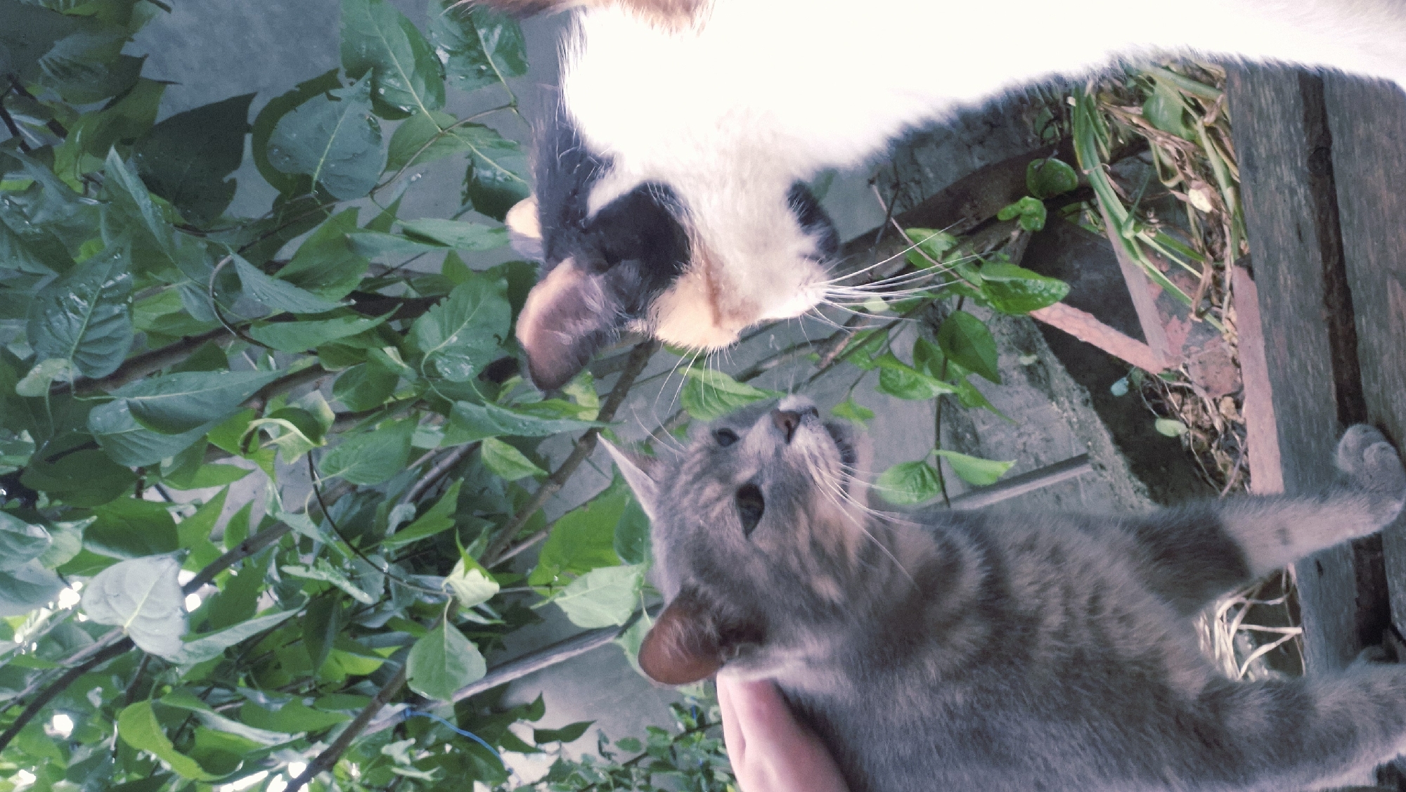 Cats and rain-soaked garden details in rural Moldova