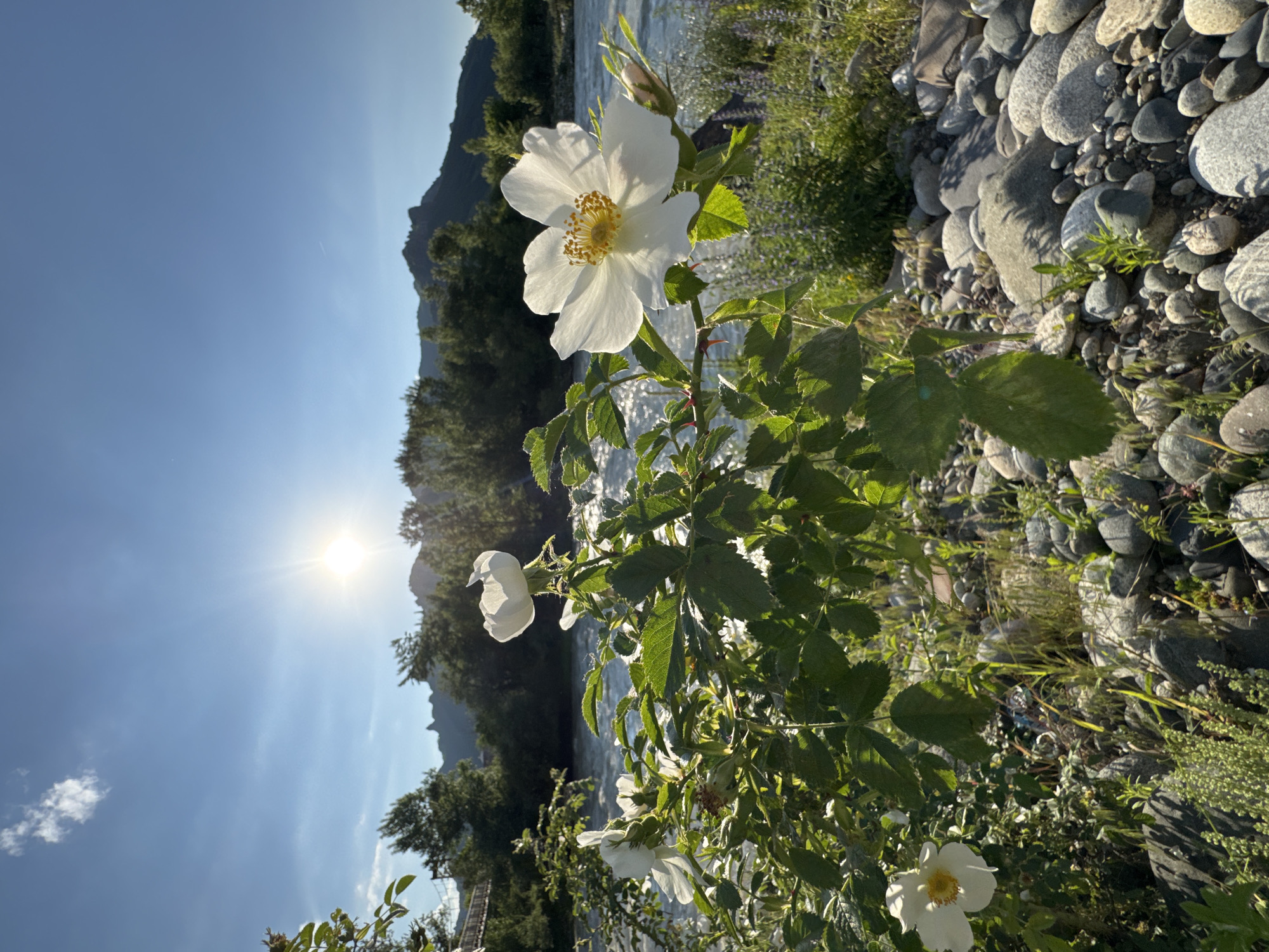 Suspension bridge and wildflowers along a Karachayevsk river