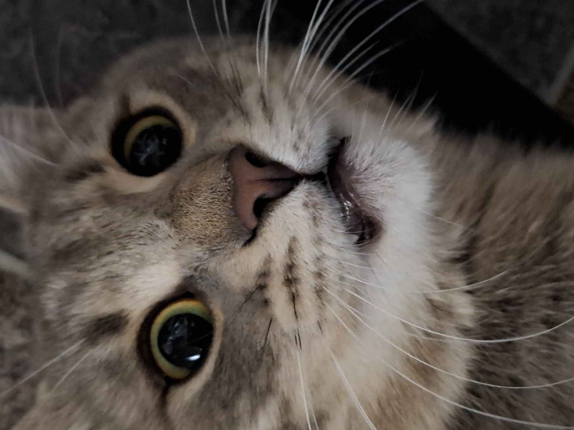 Gray tabby cat spotted resting on floor in Novi Sad