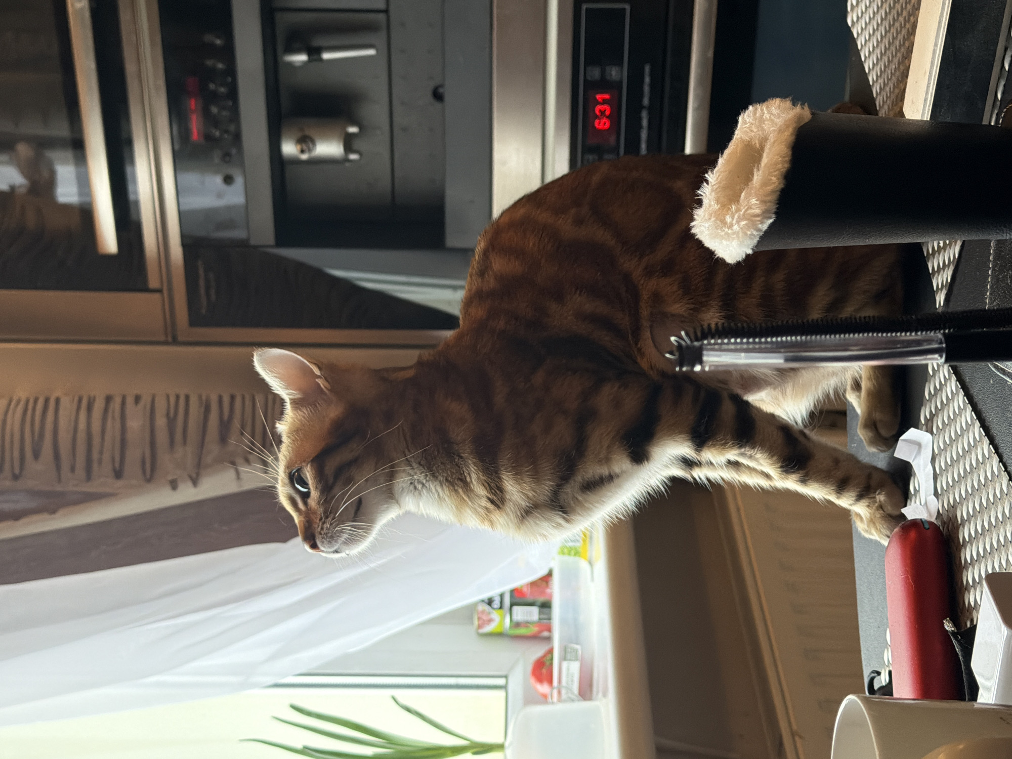 Brown tabby cat rests indoors near window in Russia