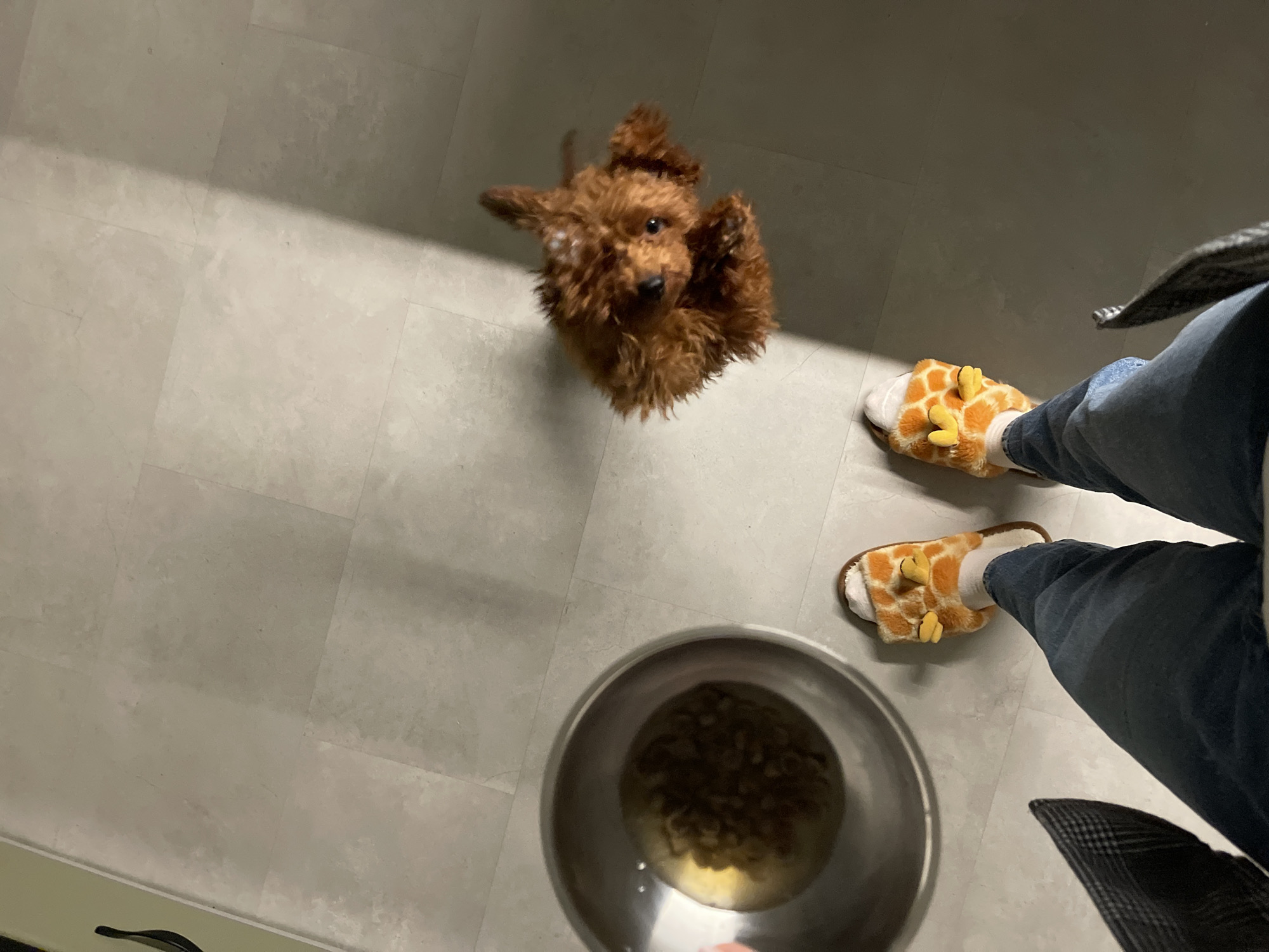 Early morning dog feeding captured in Sofia apartment