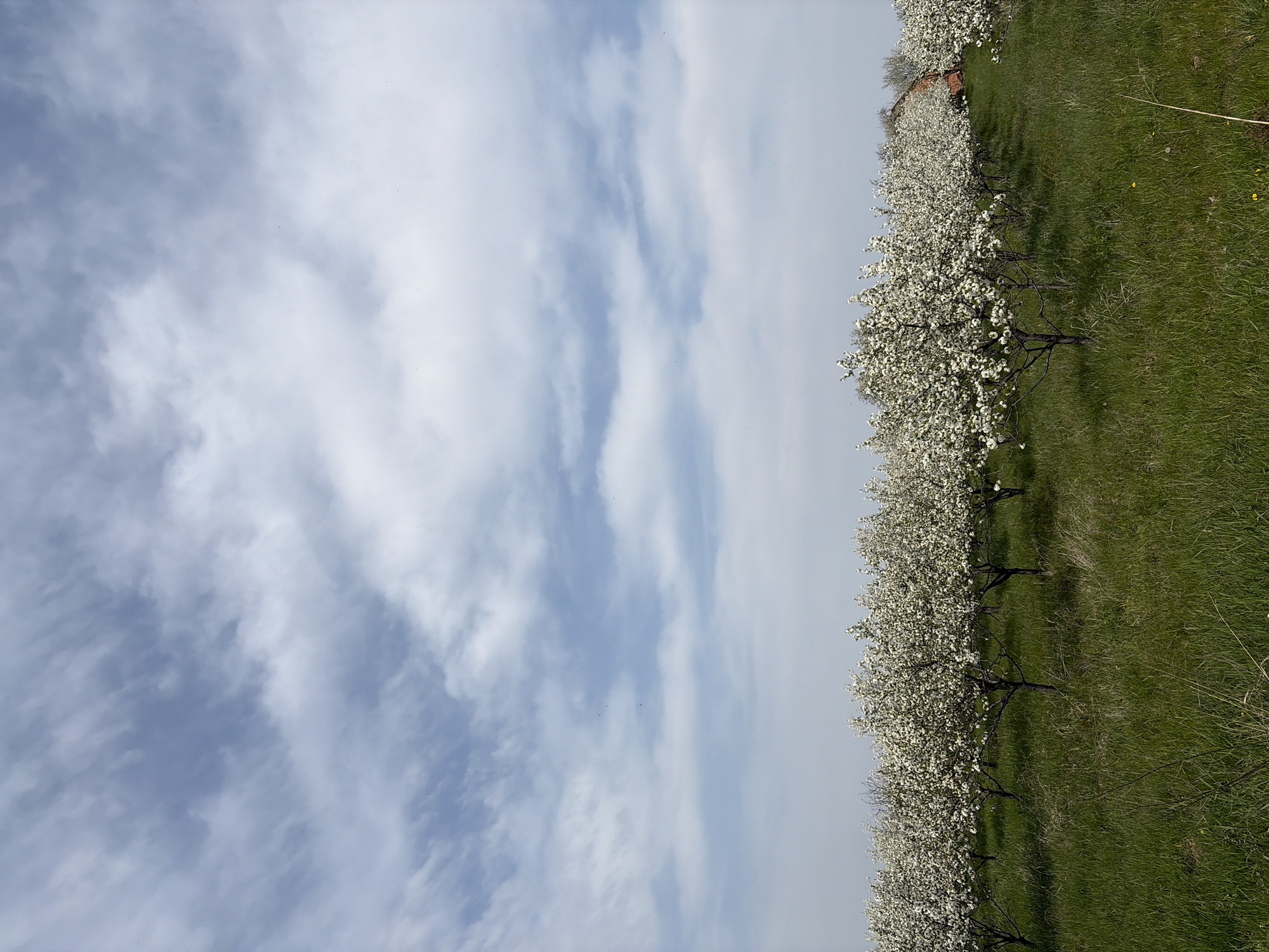 Spring blooms and Easter observed in Serbian countryside