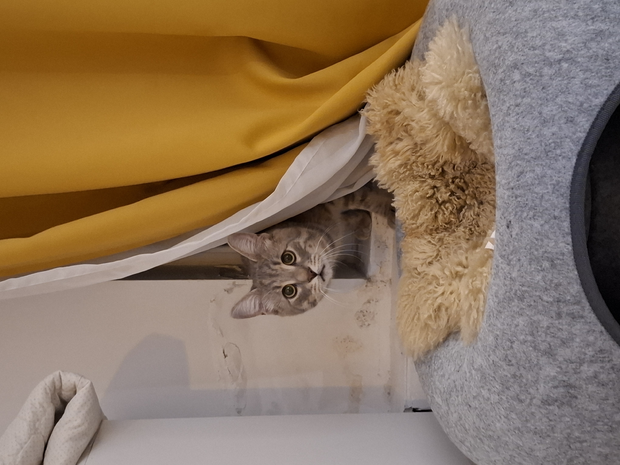 Grey tabby cat's evening at a Zemun apartment