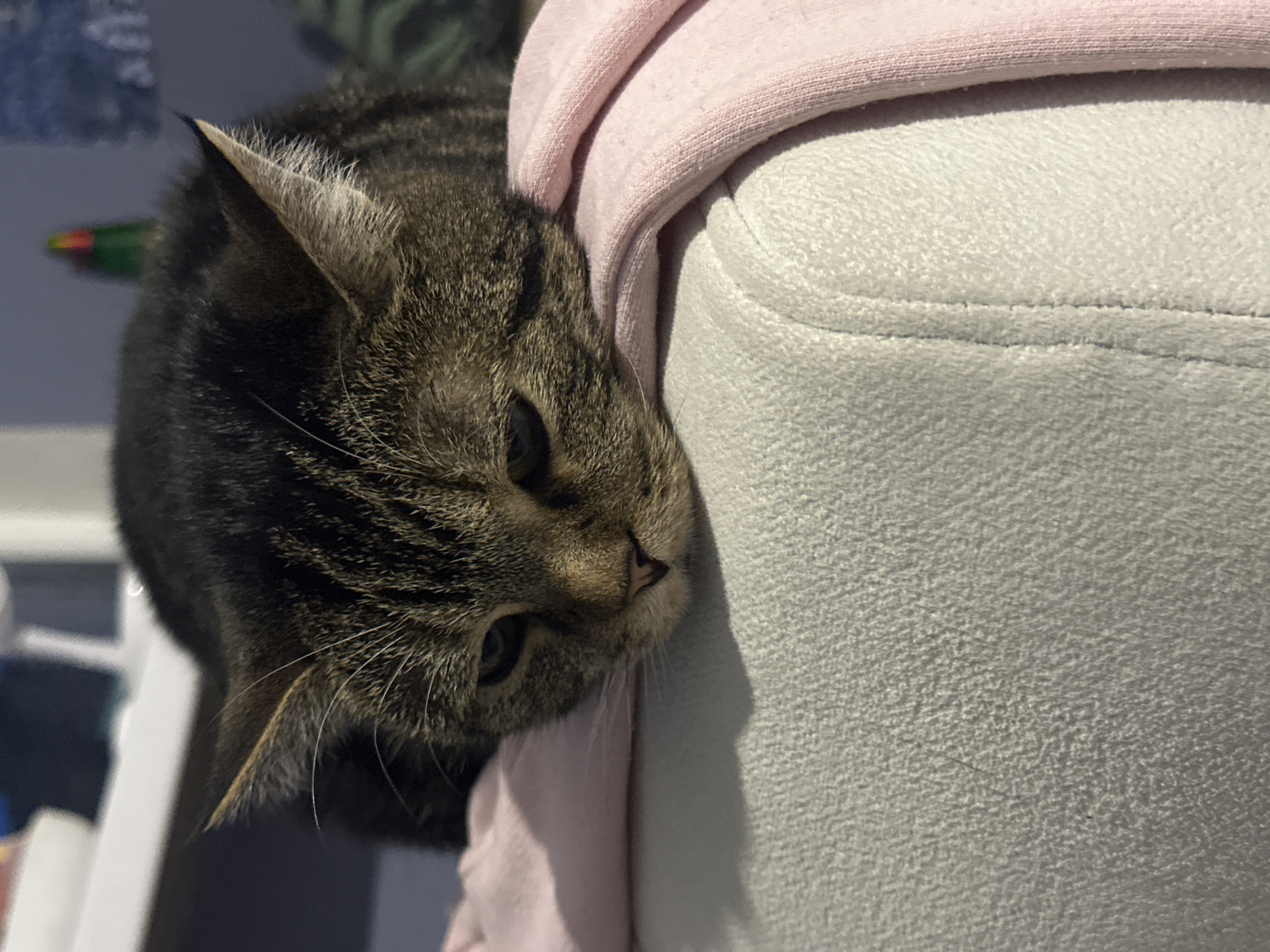 Tabby cat rests near furniture in Stavropol home