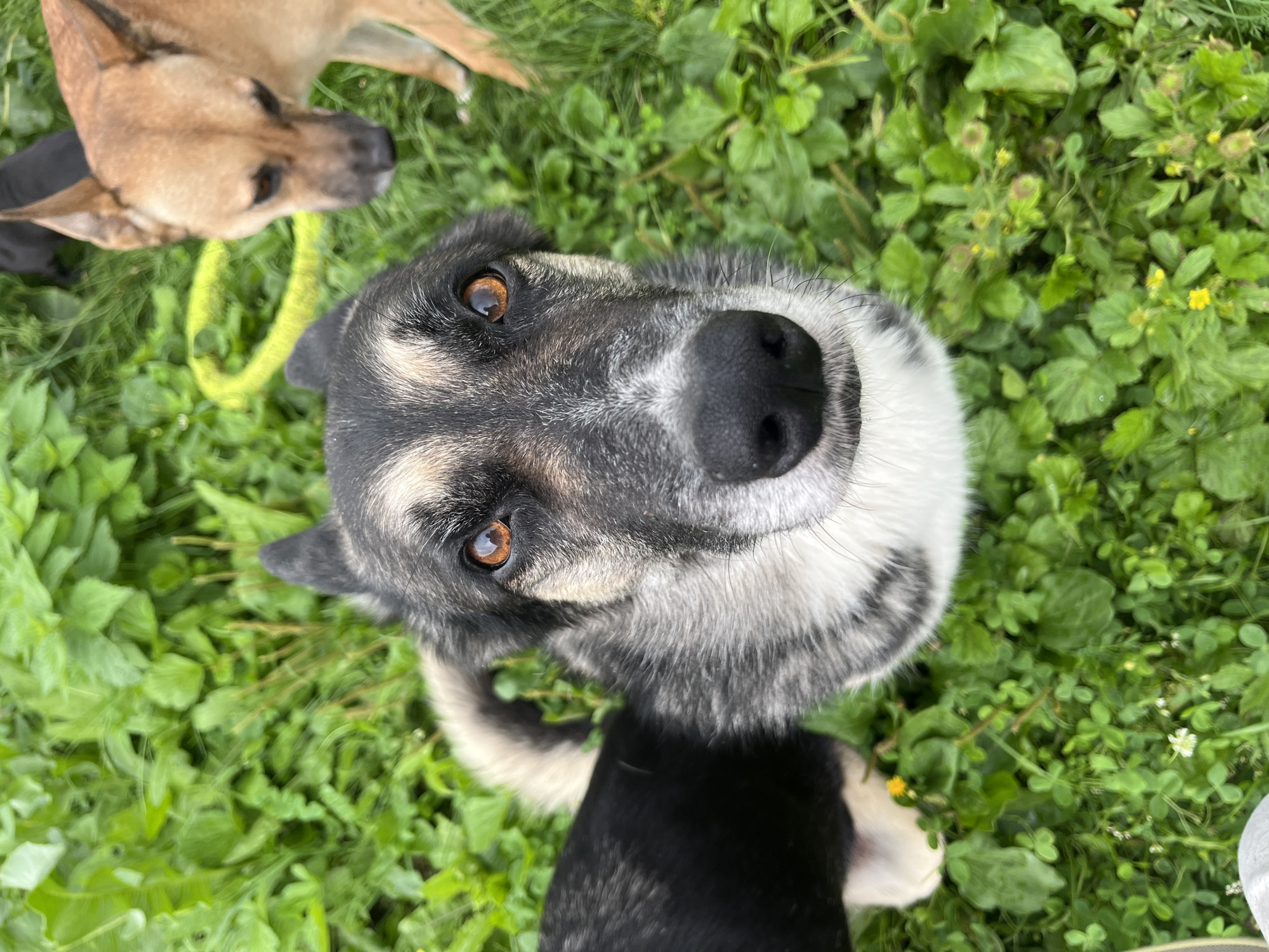 Multiple dogs photographed in a grassy rural yard, Nizhny Tagil