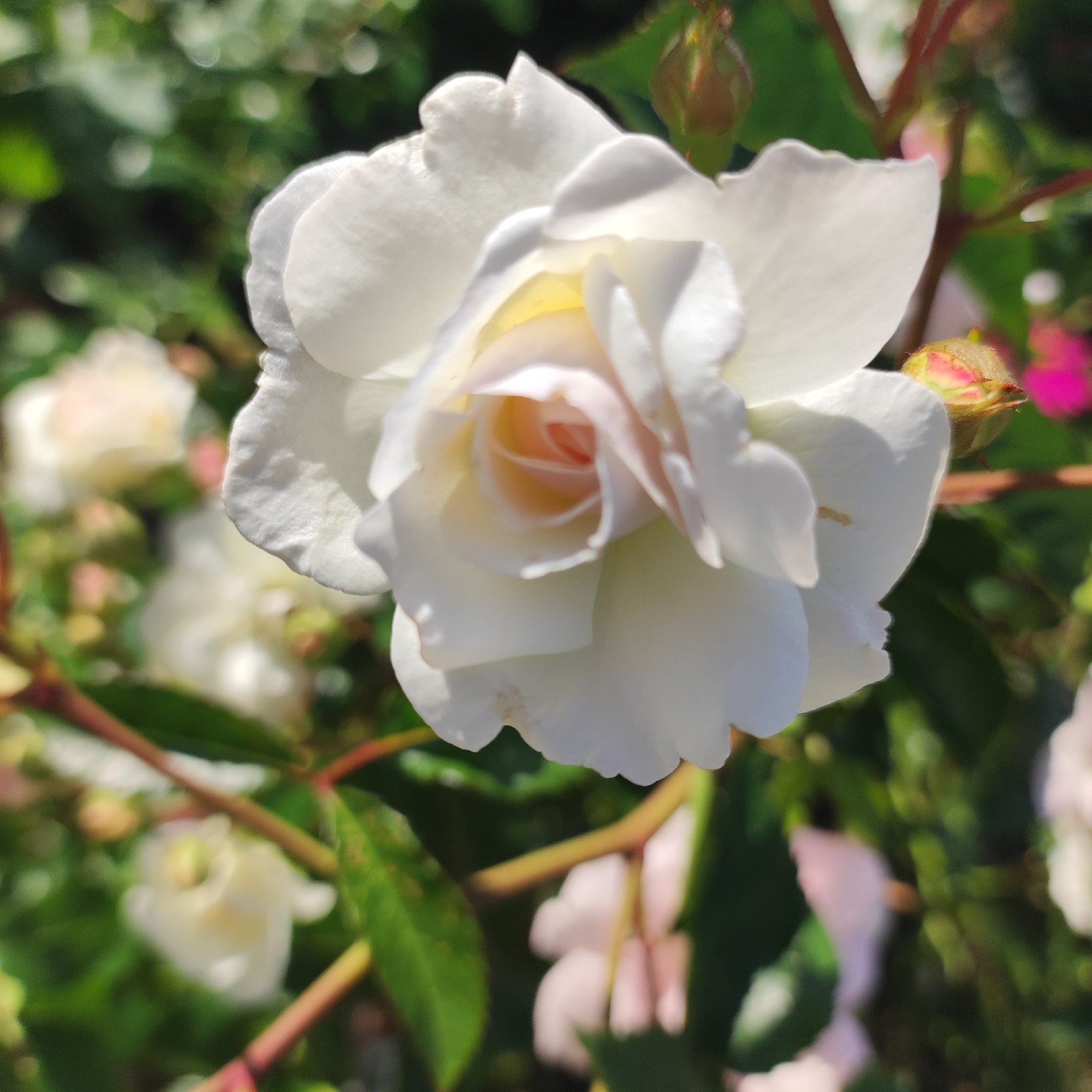 Close-up garden flower photography from Navoloki, Russia