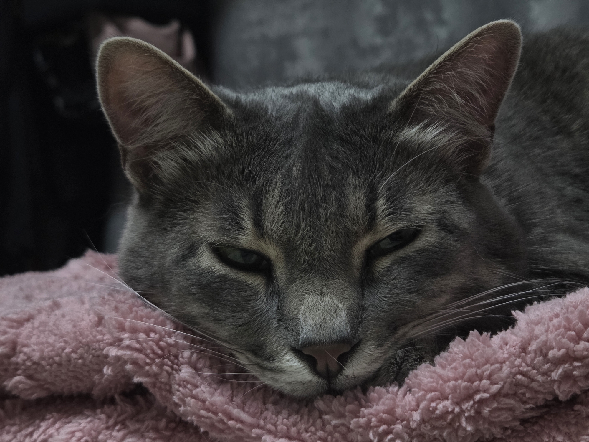 Gray tabby cat rests on pink blanket