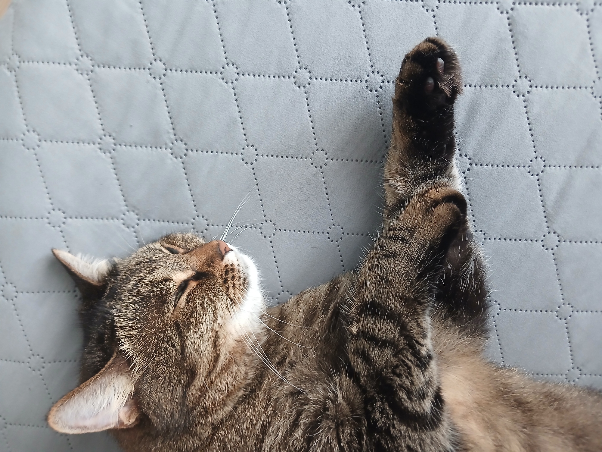 Tabby cat naps, grooms, and lounges on a quilted surface