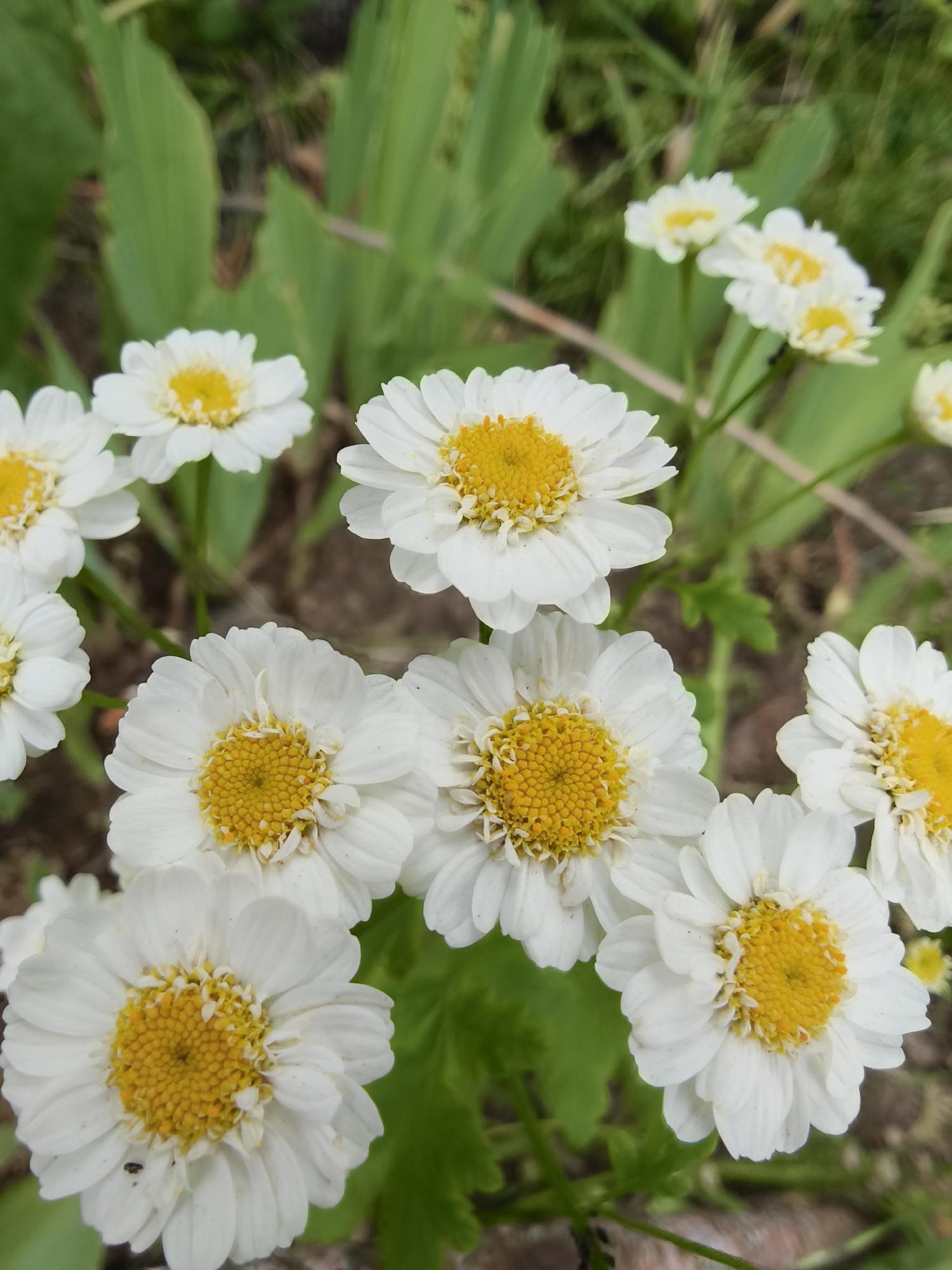 Garden walk through blooming Kryvyi Rih neighborhoods