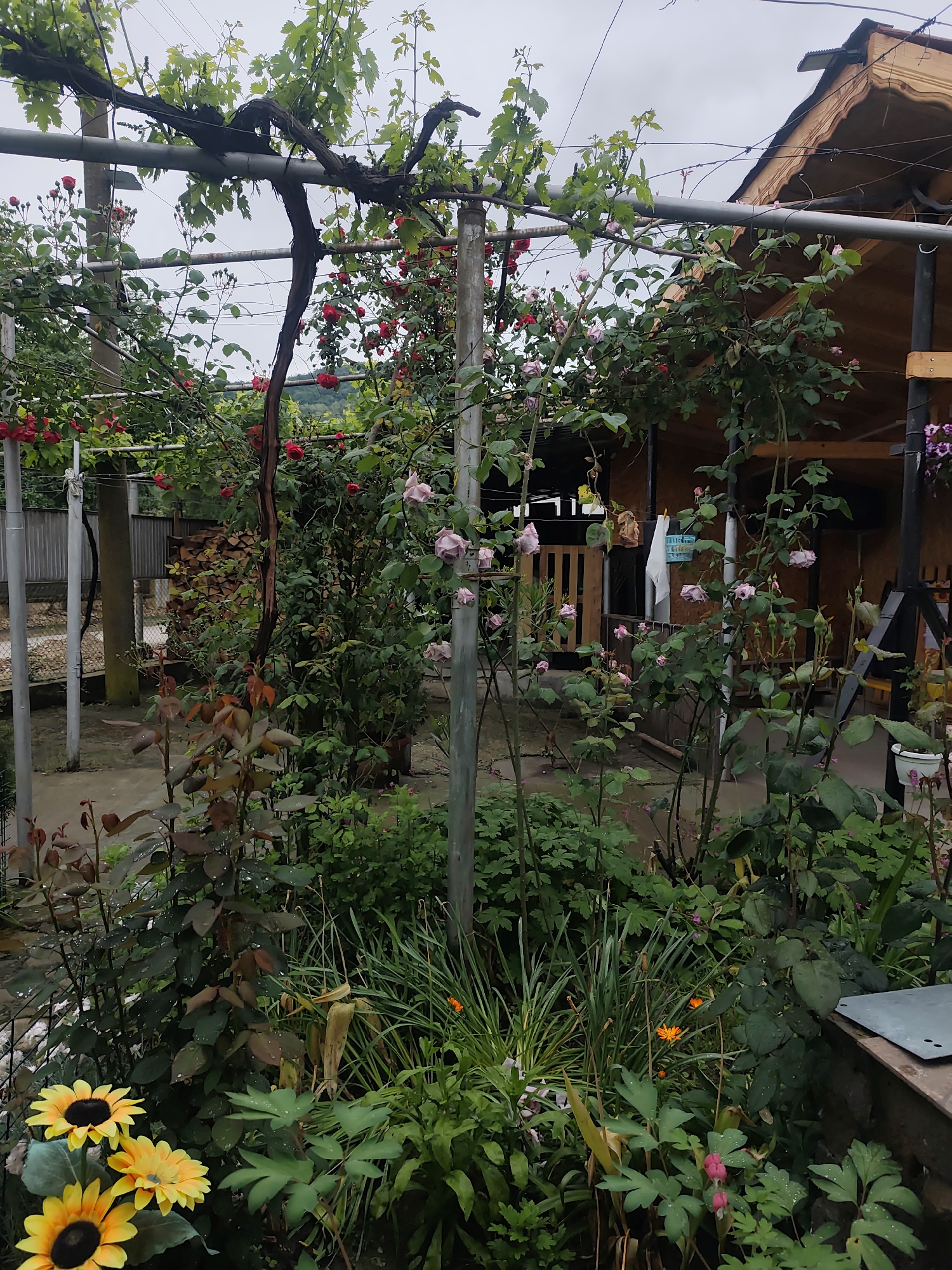 Morning garden tour captures dewy roses, chickens, rural landscape