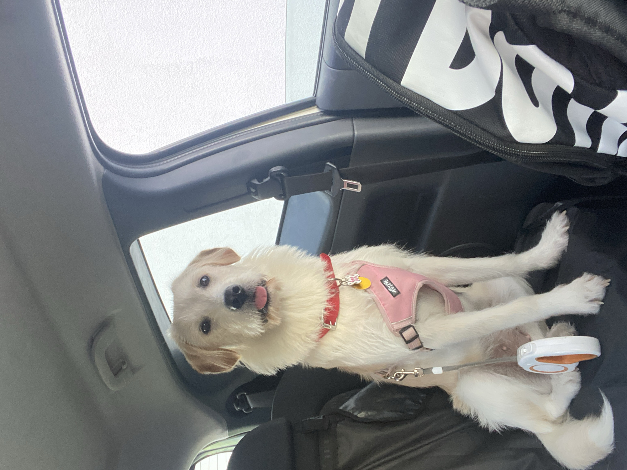 Two harnessed dogs on a car ride through Blagoevgrad