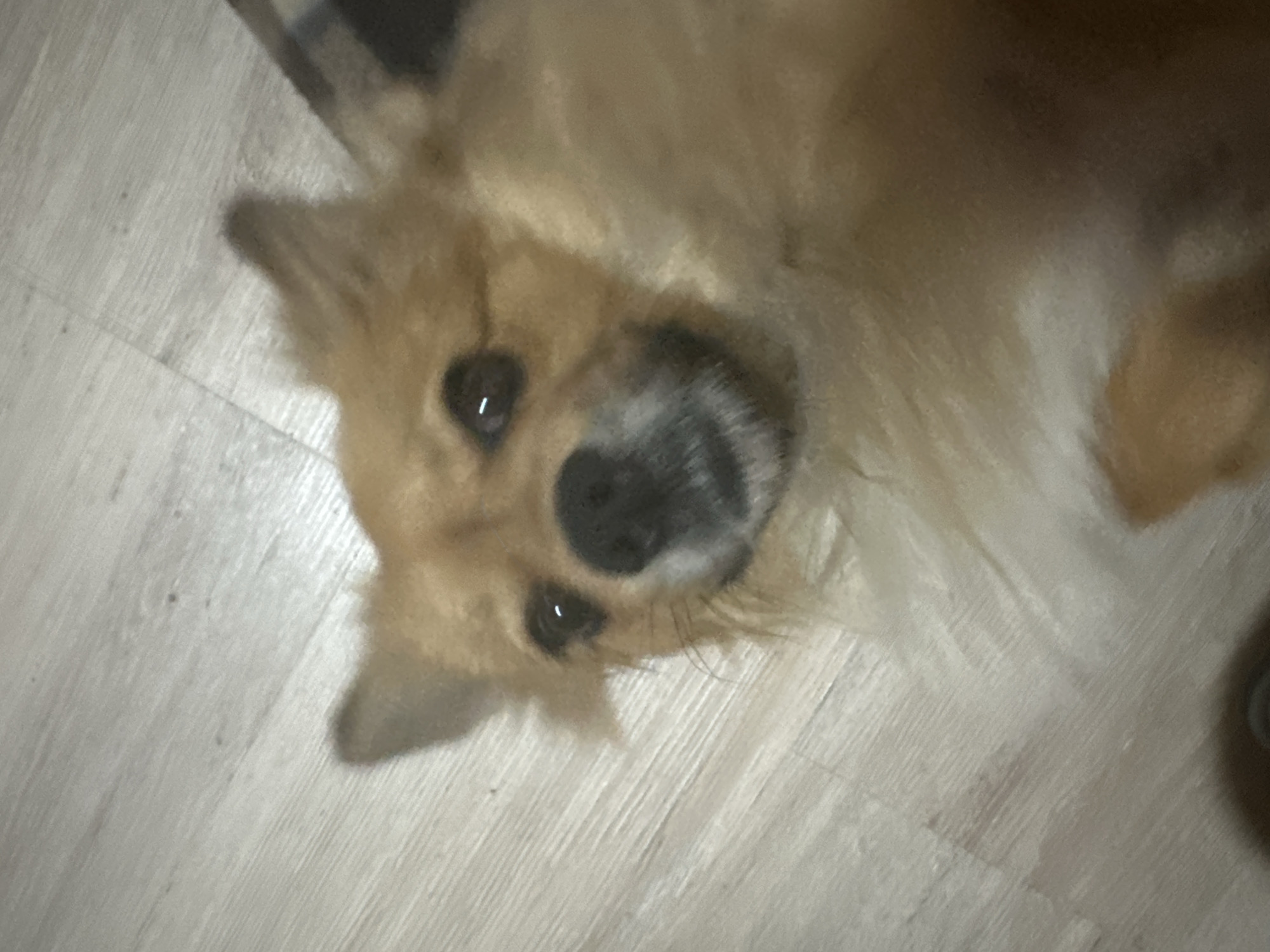 Dog rests peacefully on floor in Plovdiv apartment
