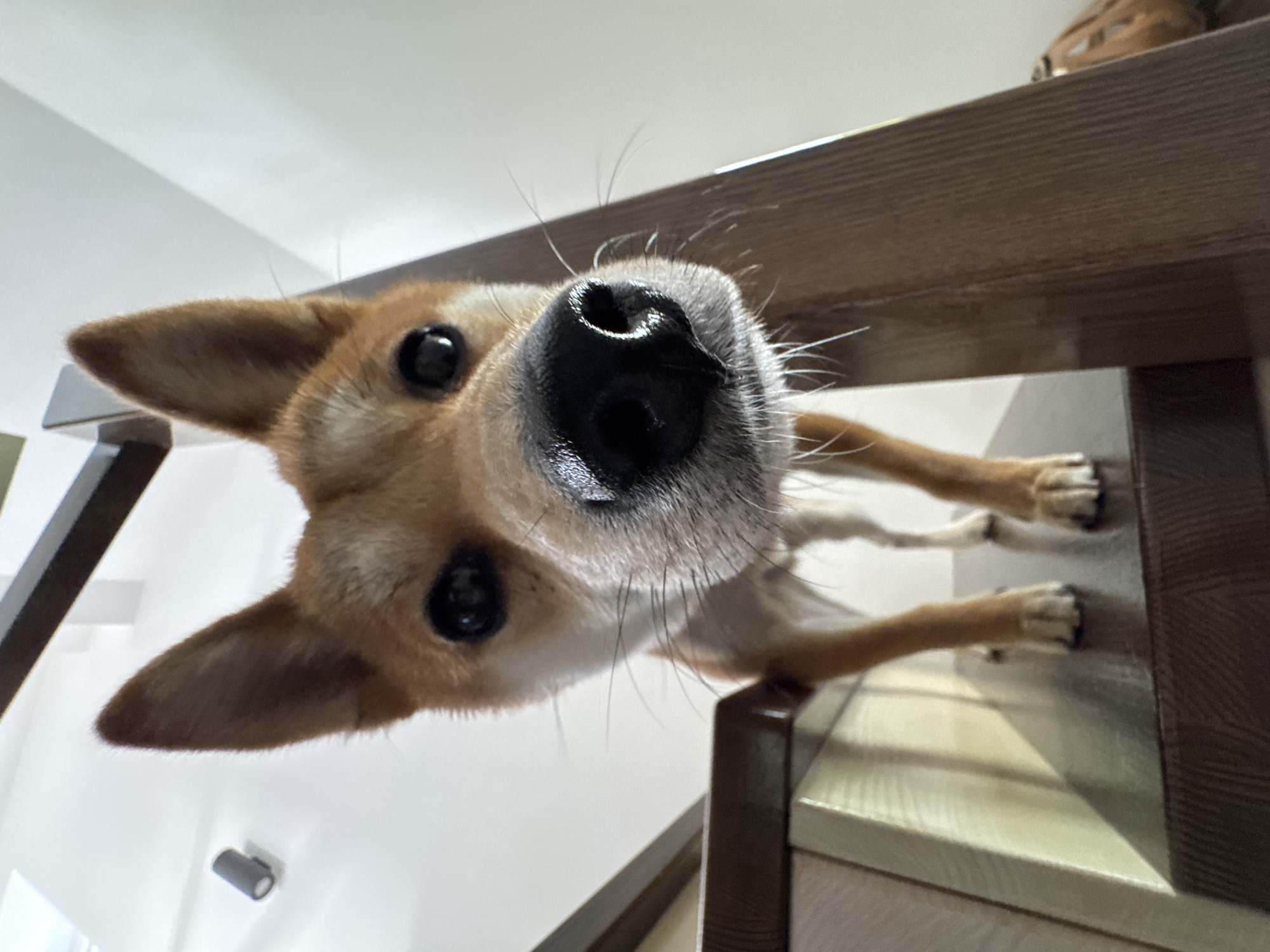 Dog plays indoors, lilacs bloom in Carnikava morning