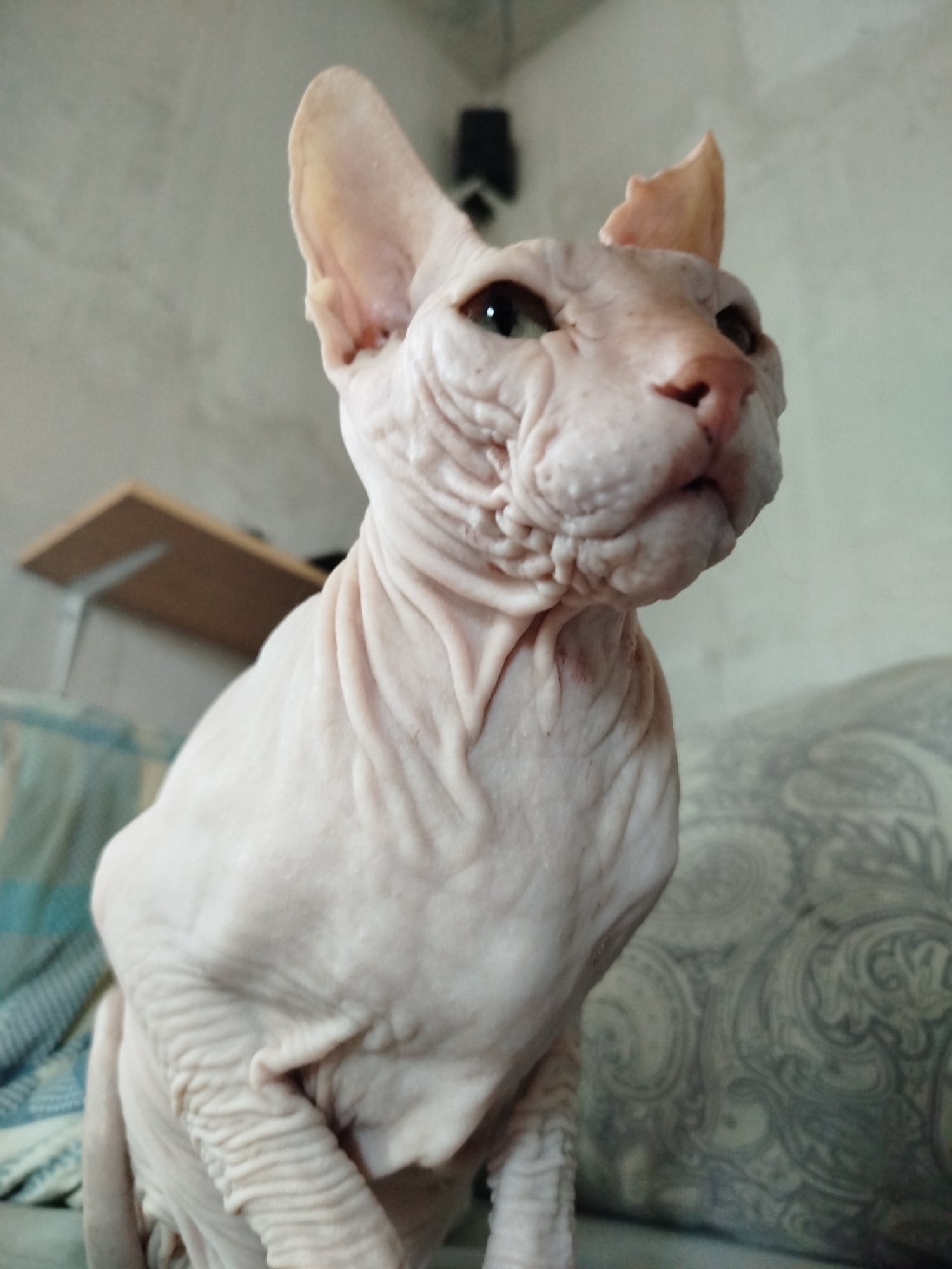 Sphynx cat and blue-sky shots from a summer afternoon in Zavodoukovsk