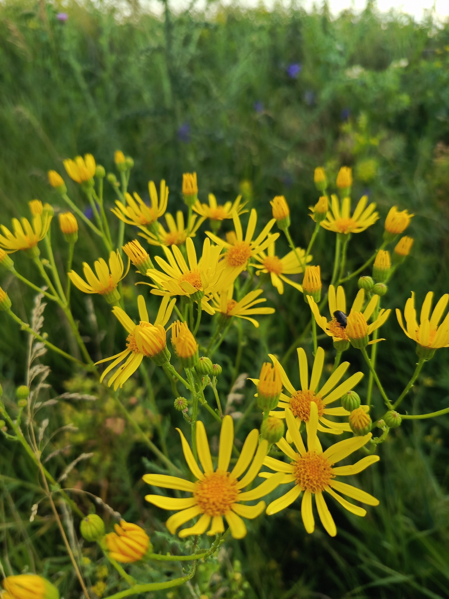 Macro shots of wildflowers and grasses up close