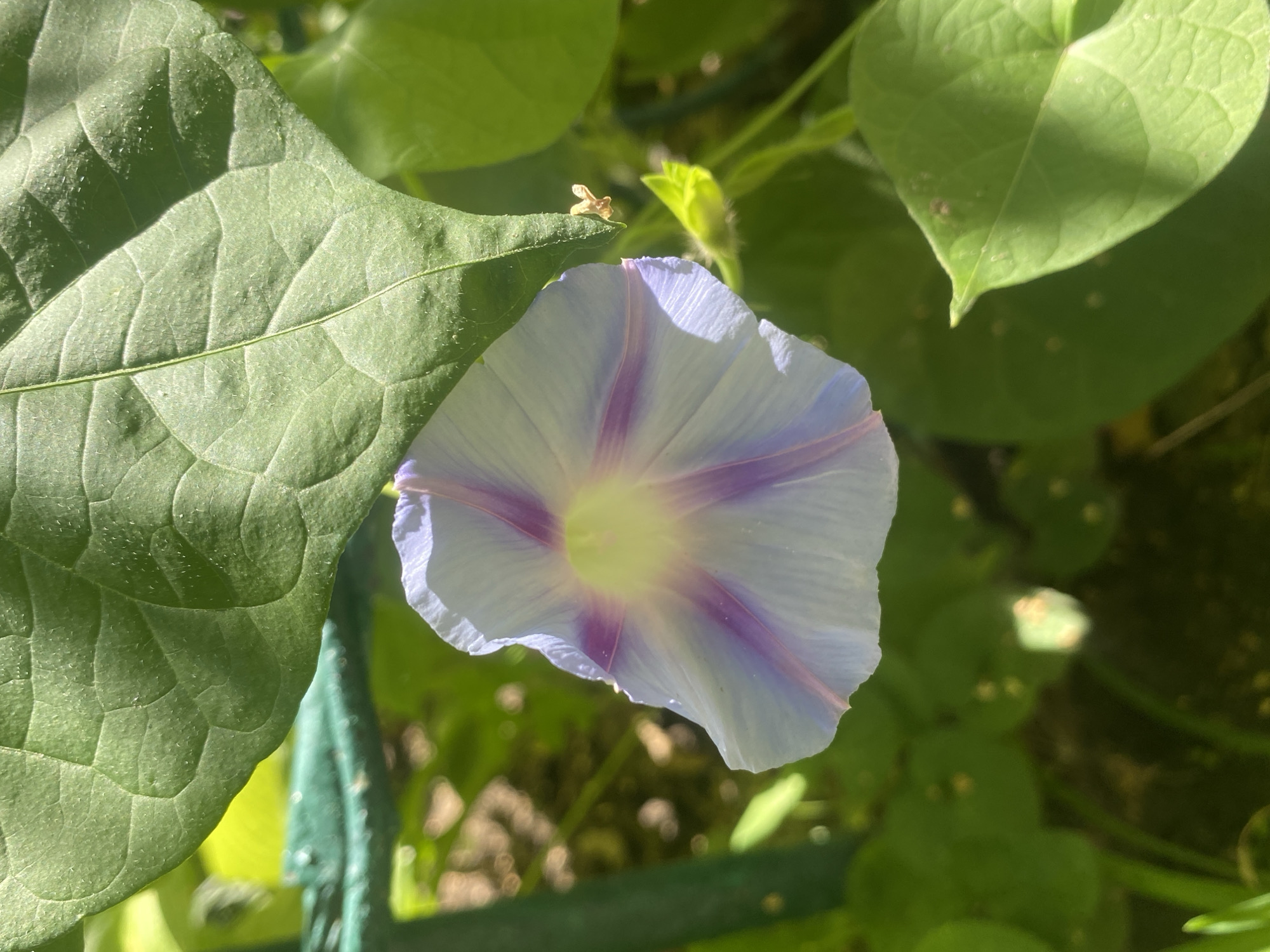 Summer garden in full bloom, Poltava, Ukraine