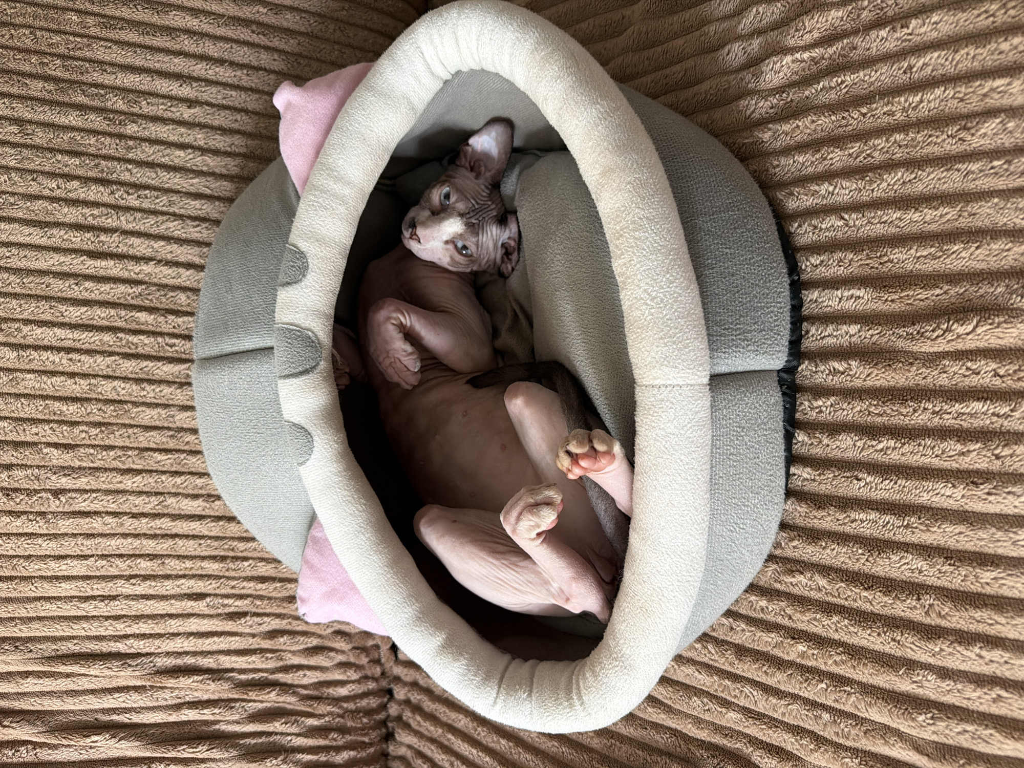 Sphynx cat relaxing around an Odesa apartment