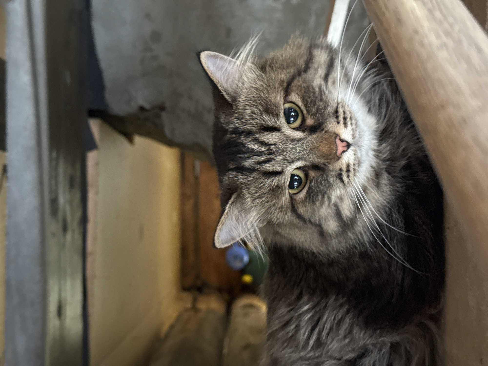 Rural Russian village life documented through pets and construction