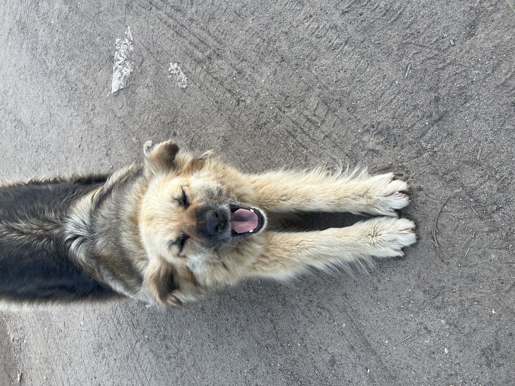 Early morning fishing trip with dogs in Chaikovsky garage district