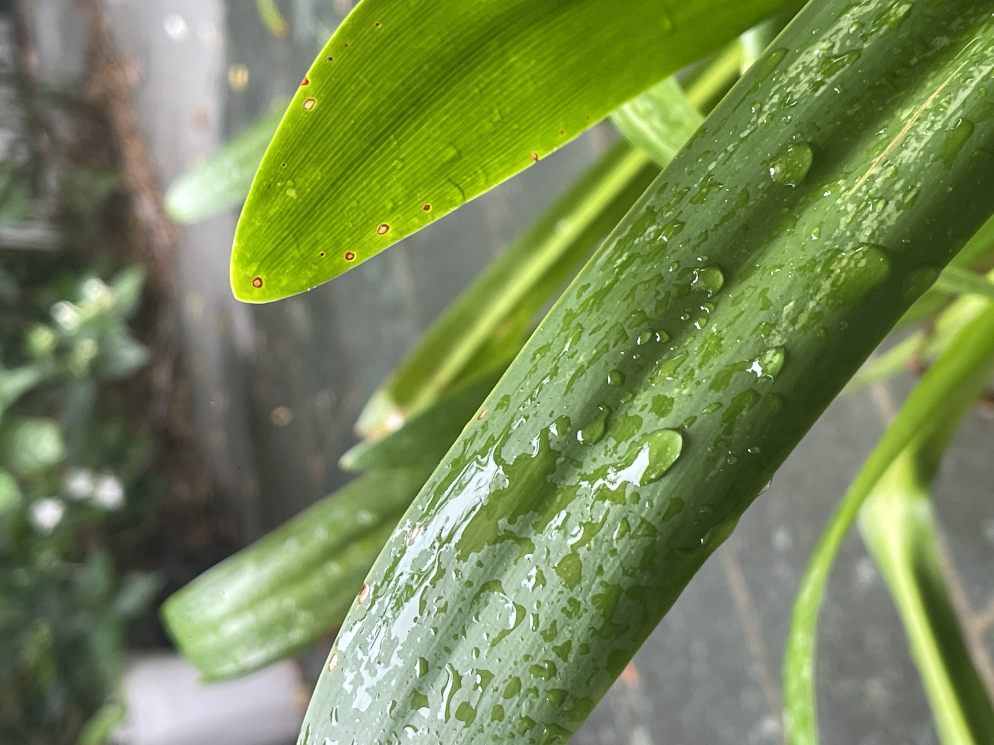Rainy morning at a meditative garden space in Đà Nẵng