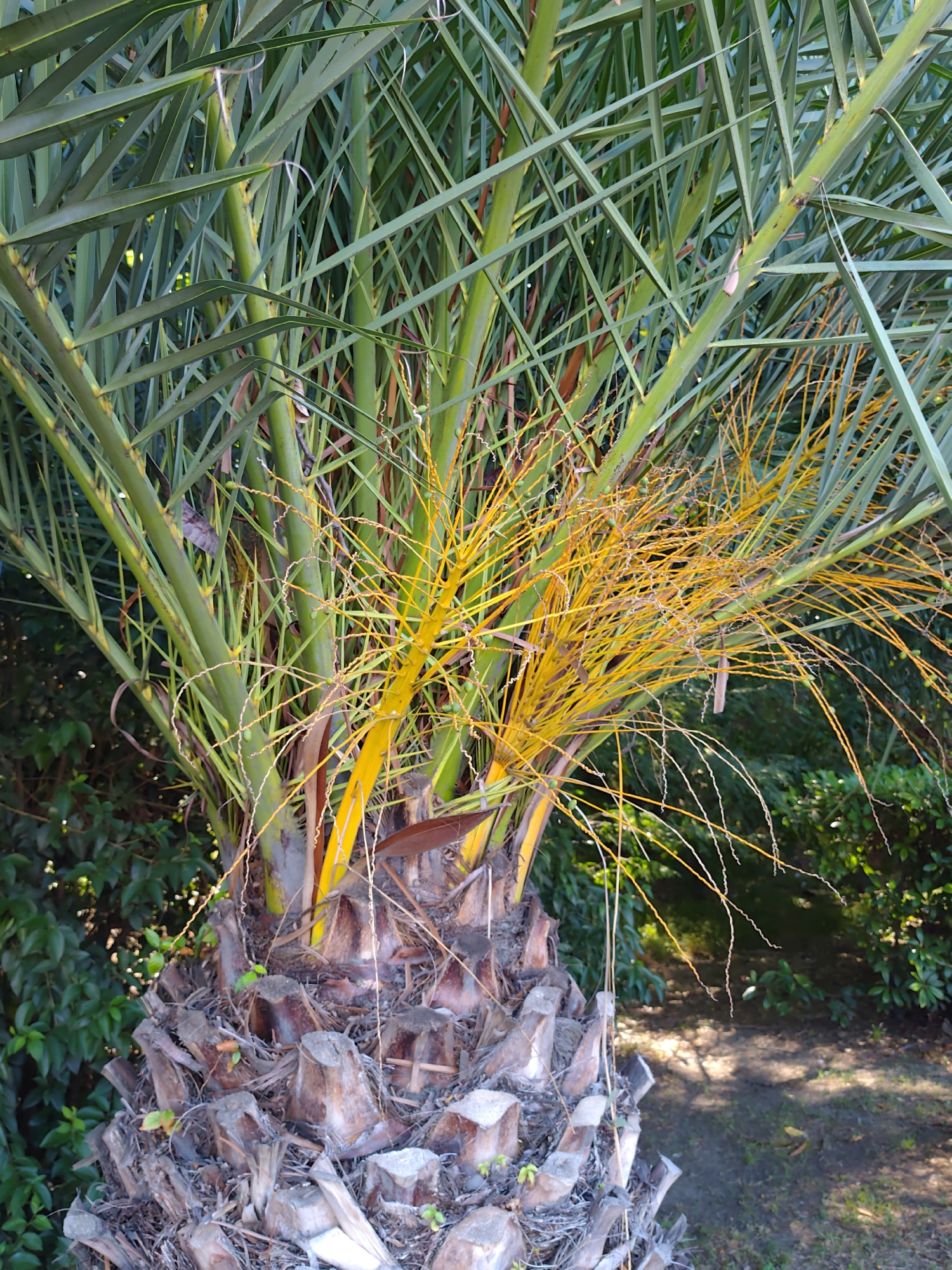 Sochi's subtropical street flora up close in summer bloom