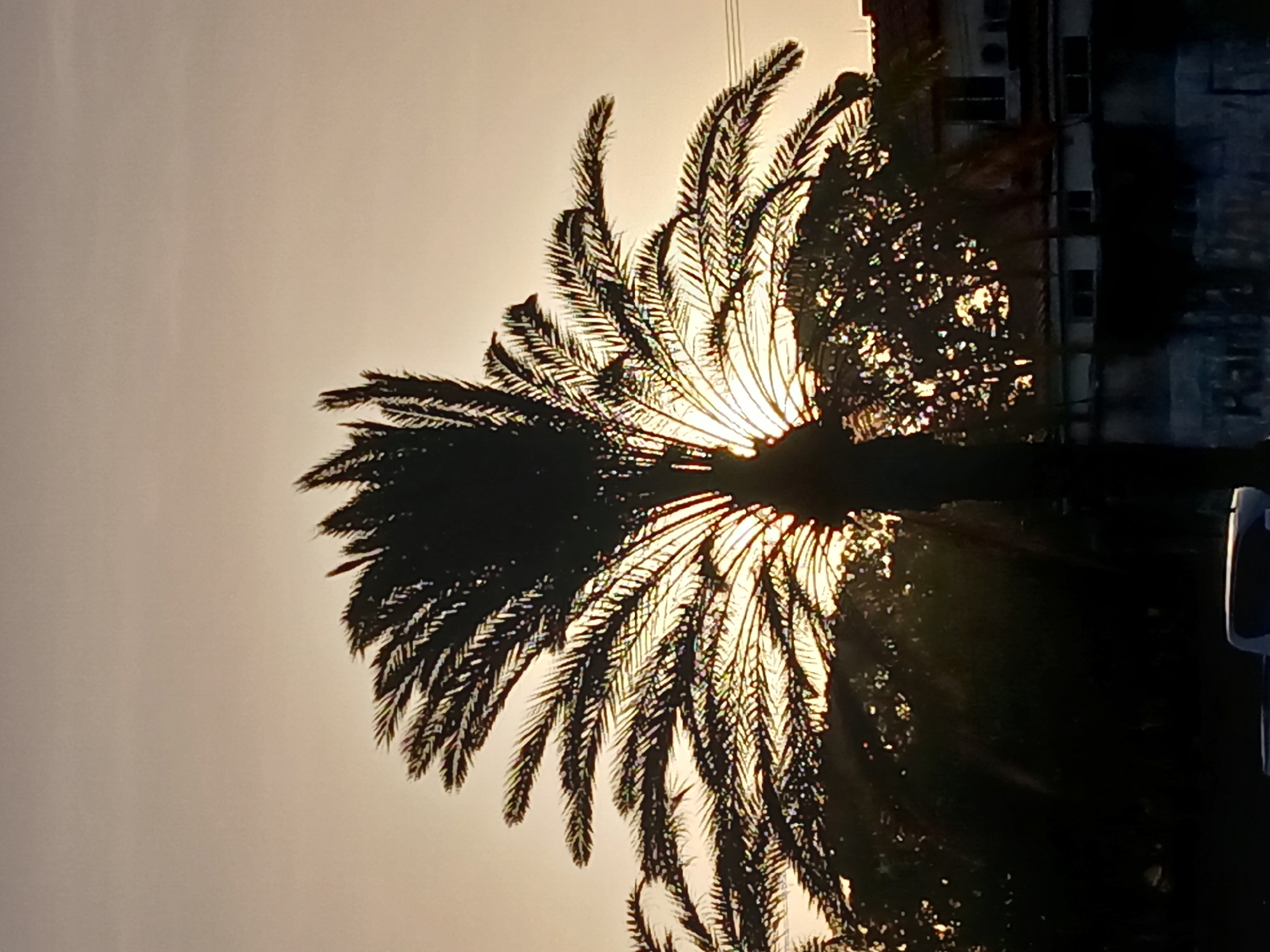 Palm tree photographed against clear sky in Ciudad Guayana
