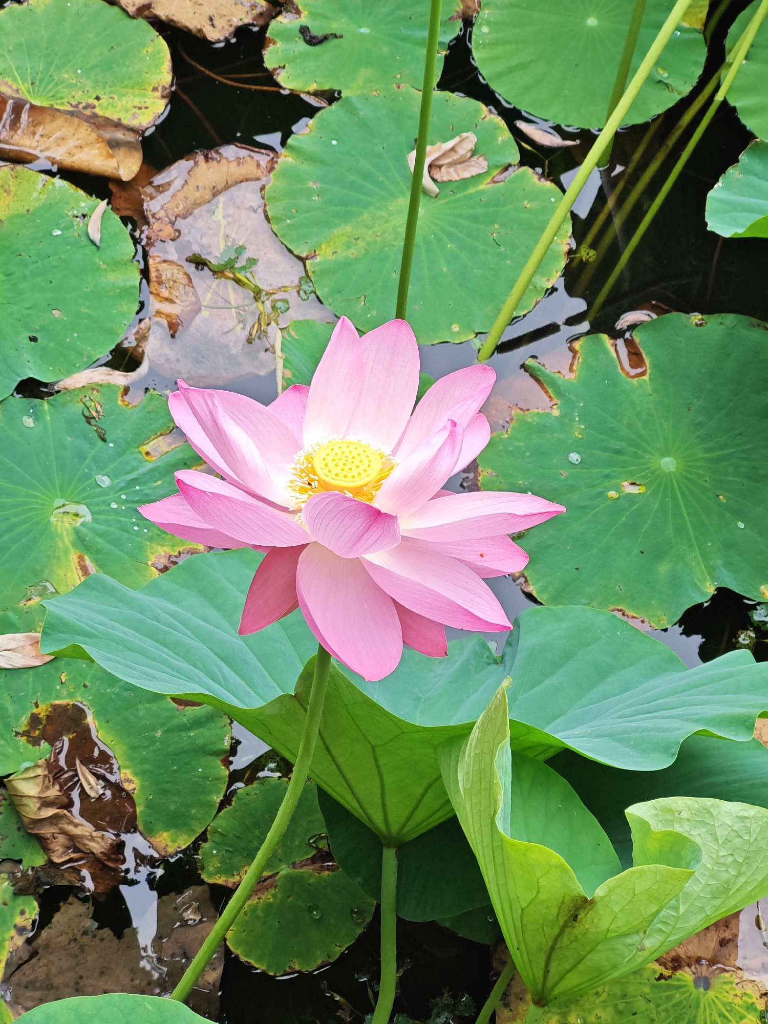 Pink lotuses in full bloom at a Russian pond