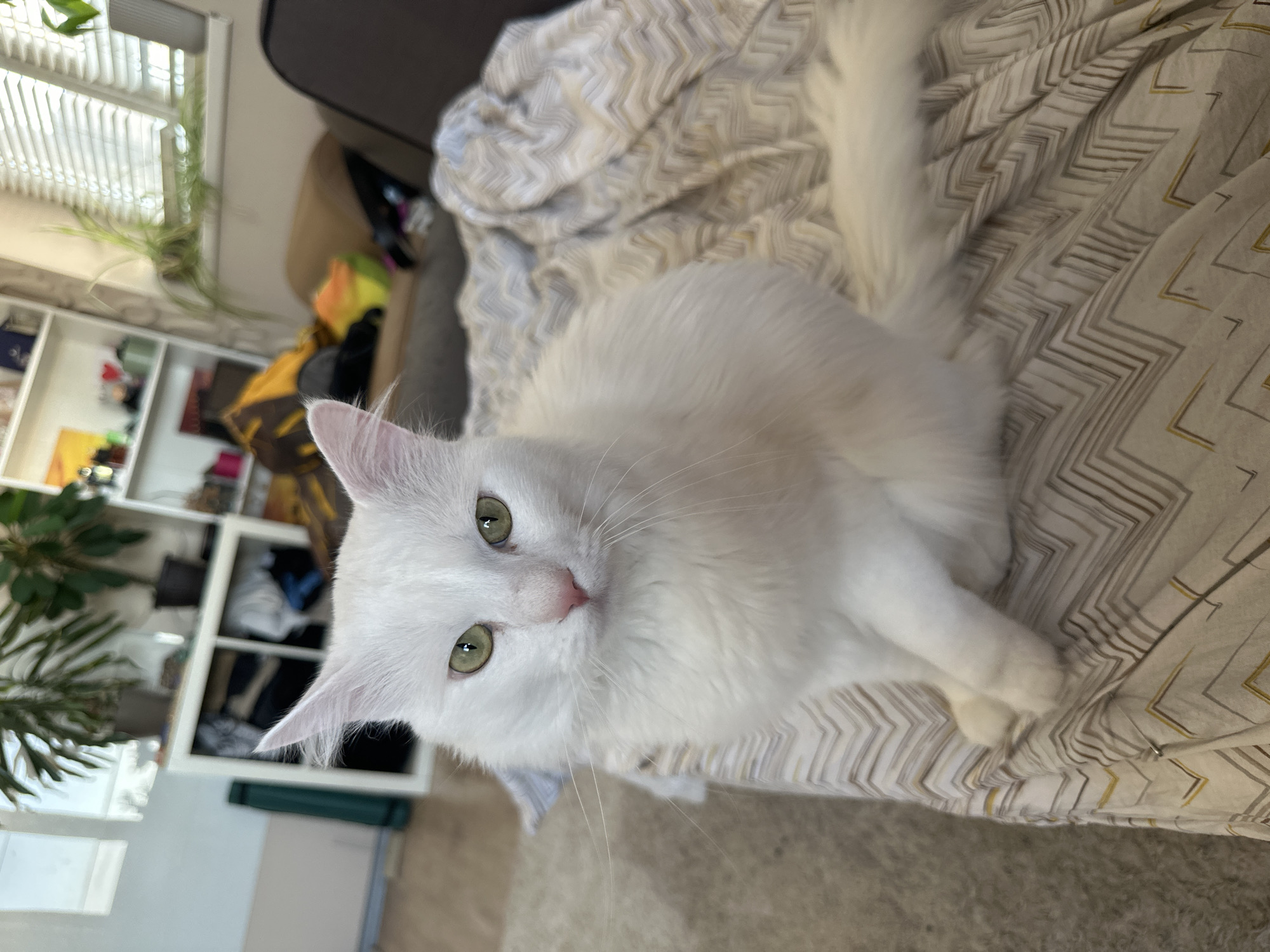 White cat rests on blanket in Sofia home