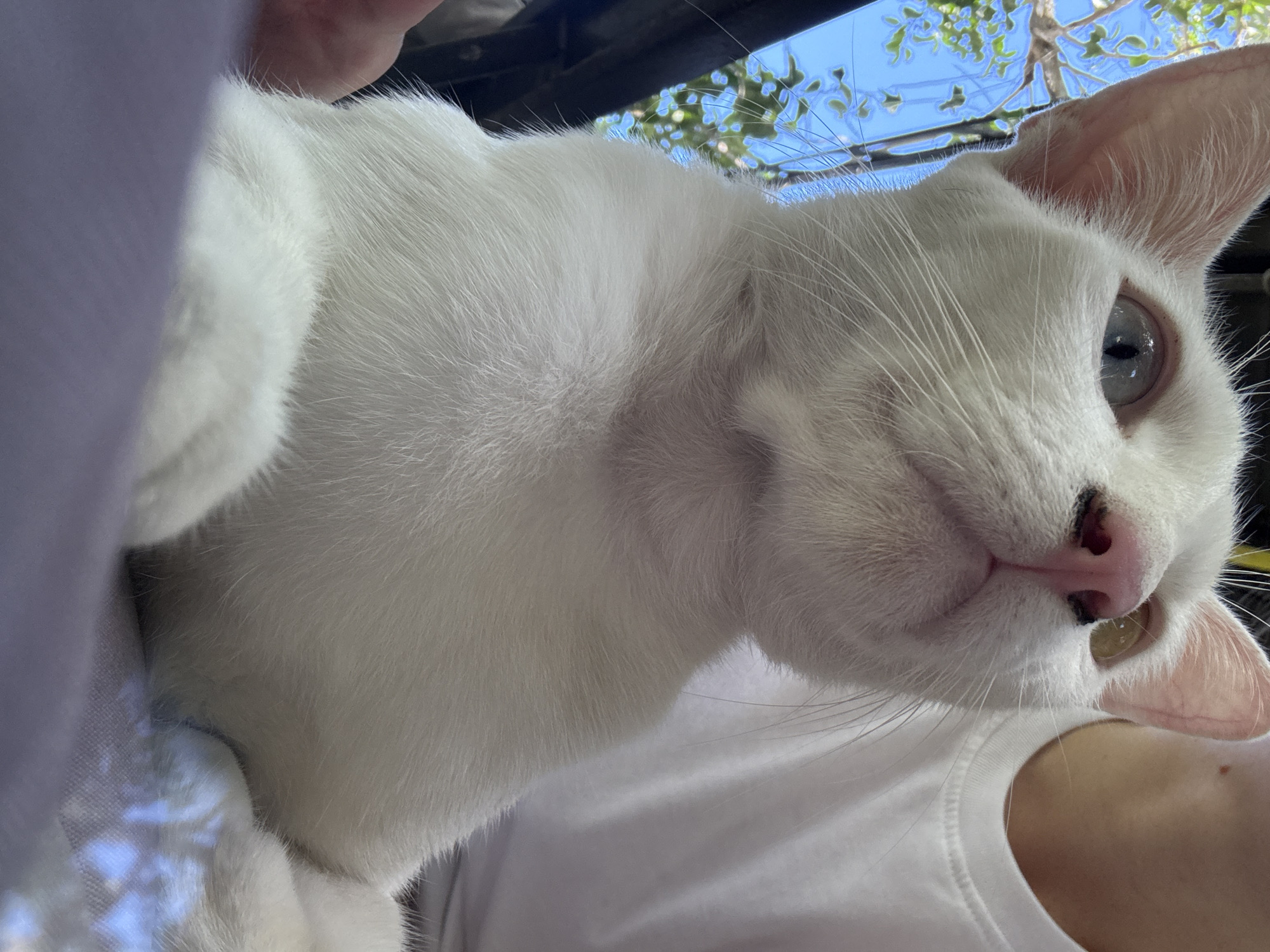 Cats napping and lounging around a Koh Phangan home