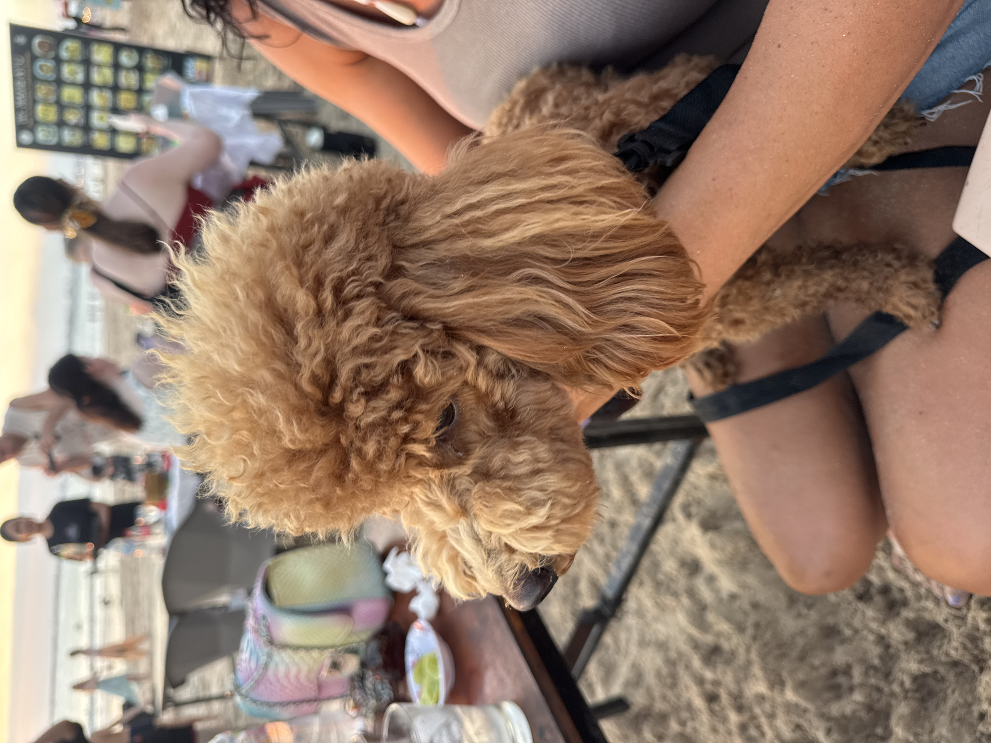 Sunset drinks, beach umbrellas, and a poodle in Kuta Selatan