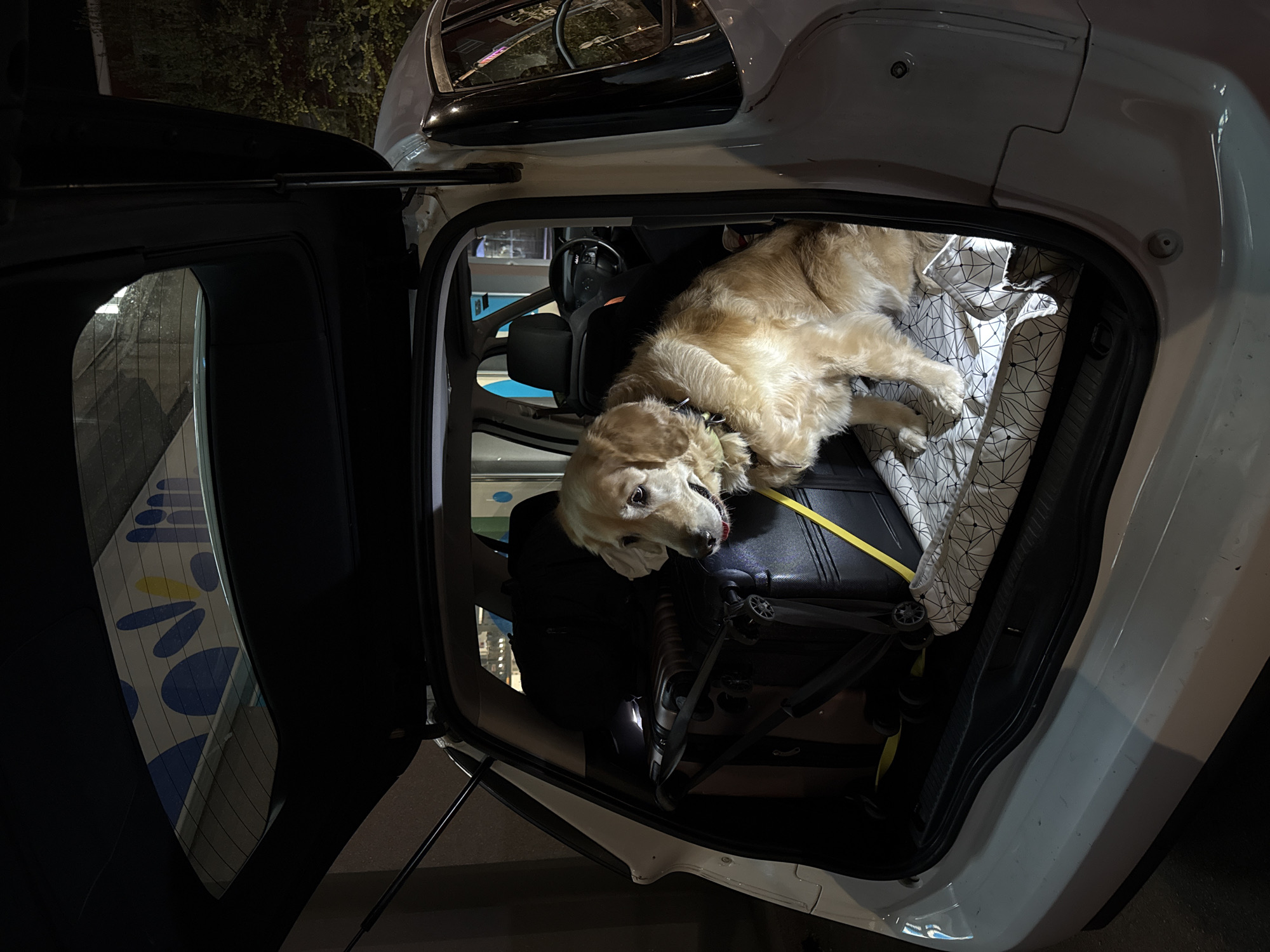 Golden retriever rests in car hatchback in Belgrade