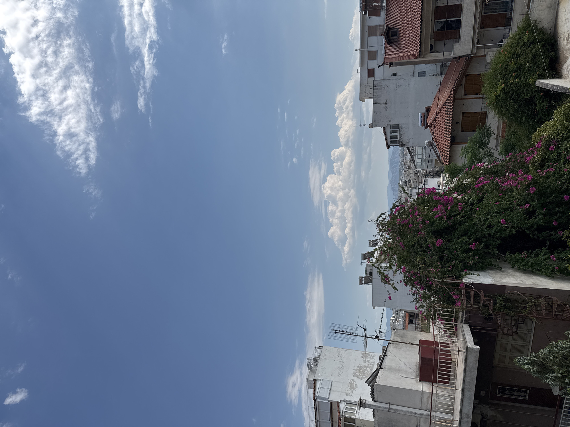 Pink-flowering bush spills over a rooftop edge under blue skies