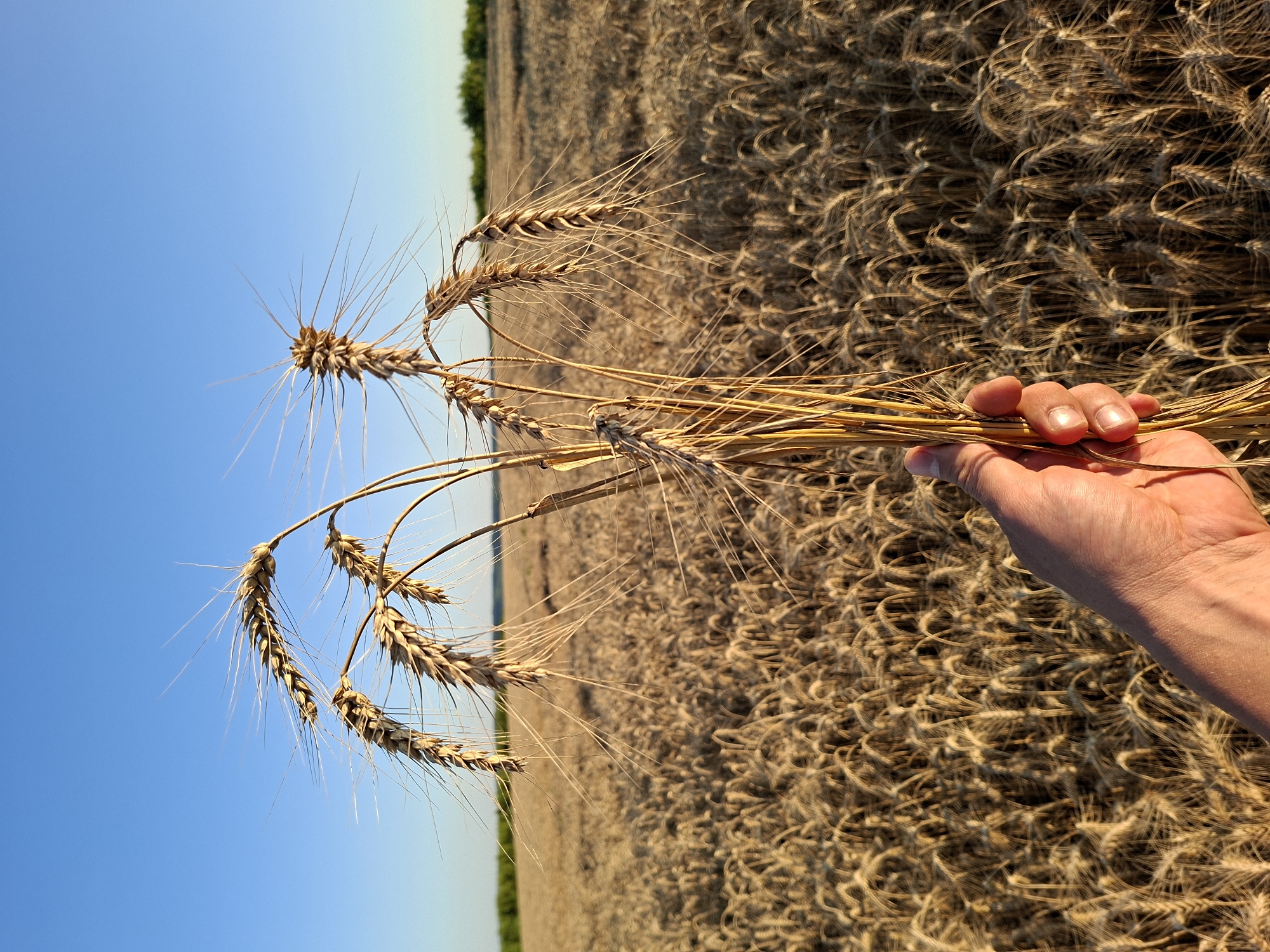 Golden wheat fields ready for harvest outside Chișinău