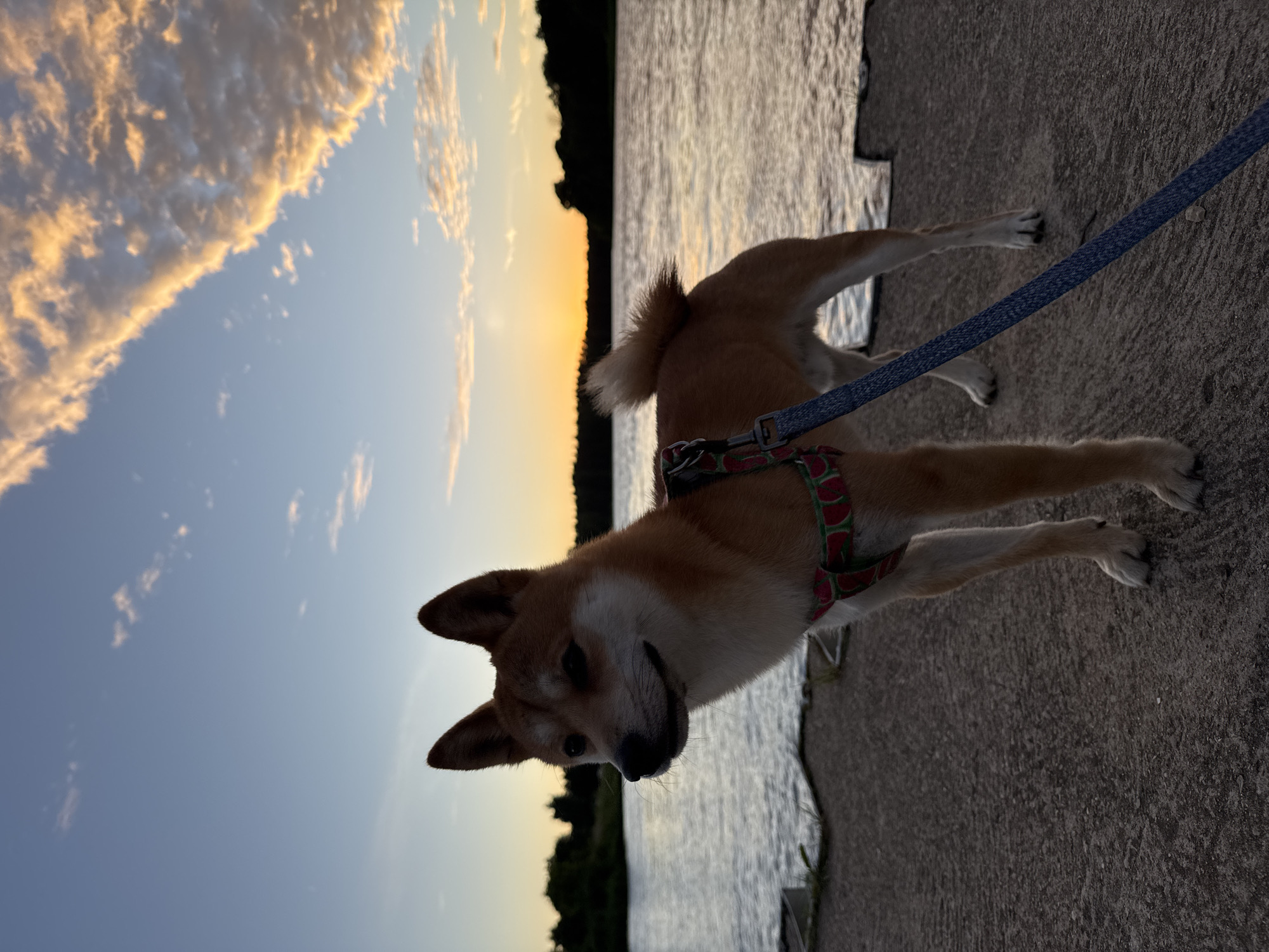 Shiba Inu on a Latvian riverside pier at sunset