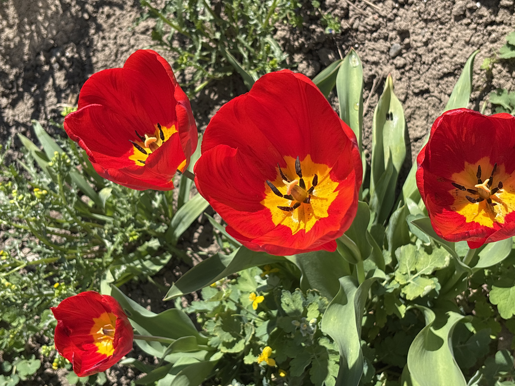 Spring blooms and potato planting documented in Ravno pole, Bulgaria