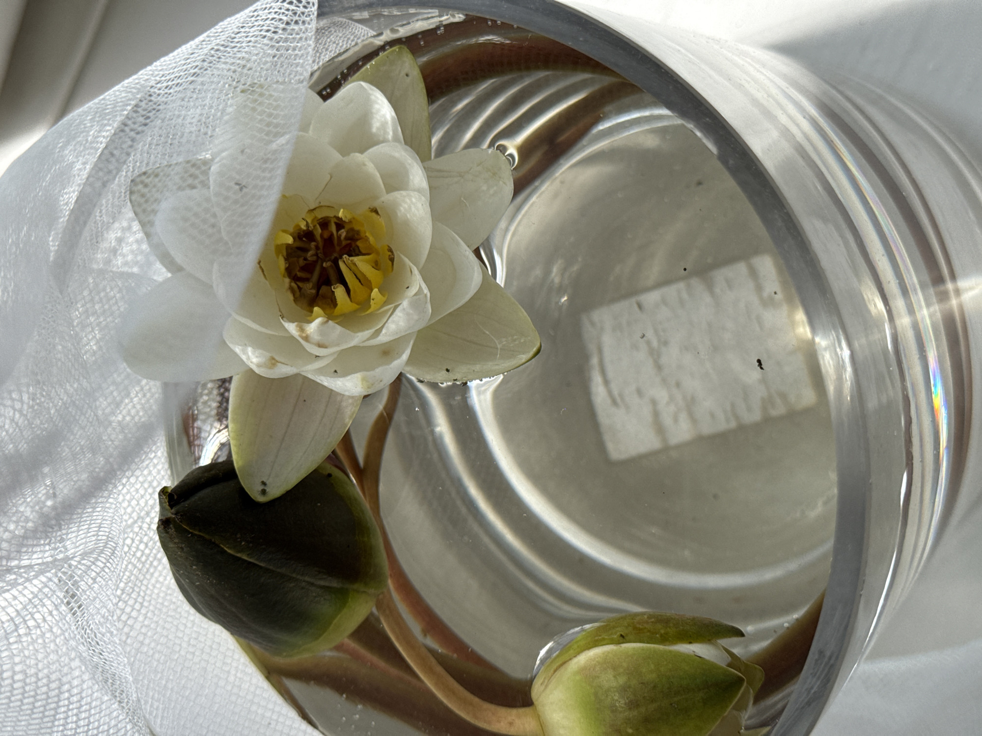 Lazy Sunday morning in Chaikovsky with water lilies and khachapuri