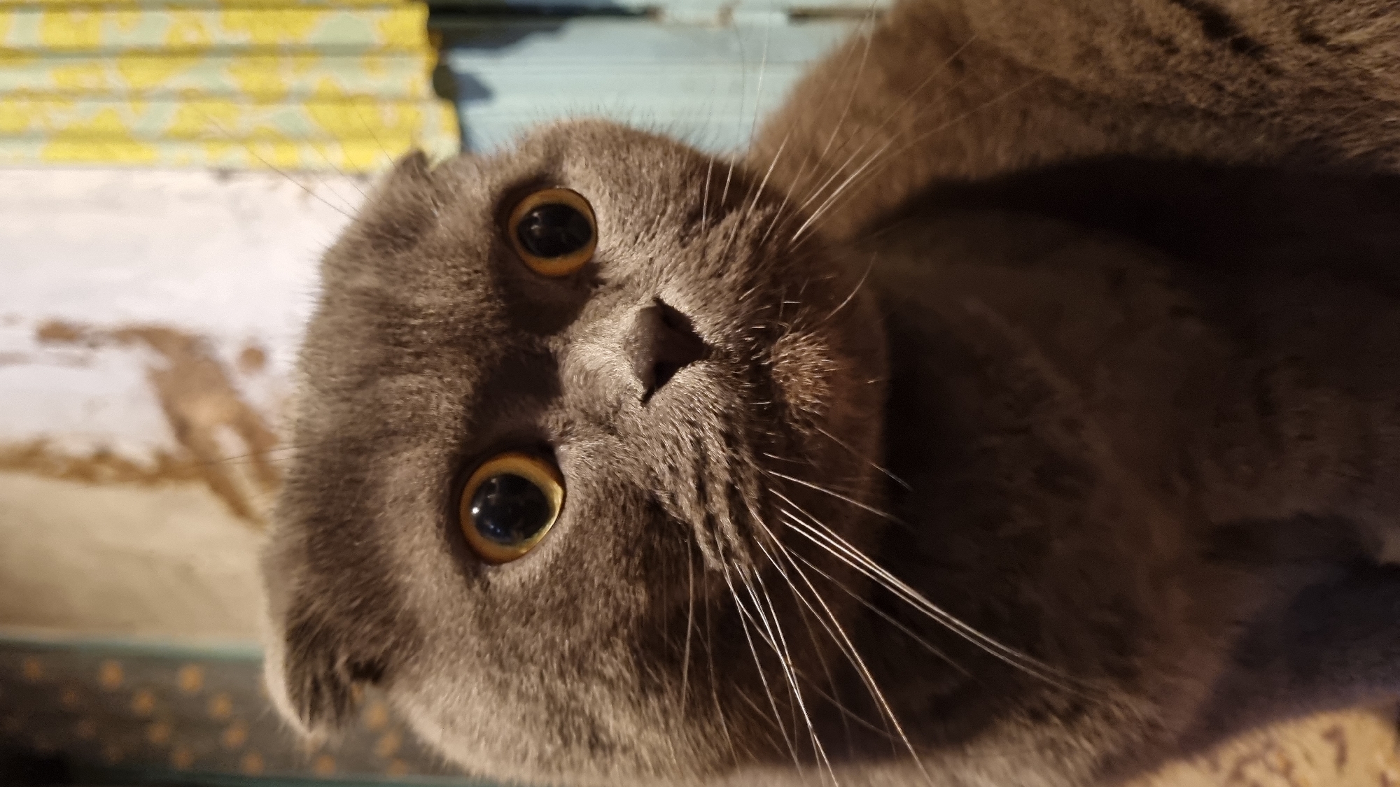 Grey Scottish Fold cat at home in Vysokoe, Russia