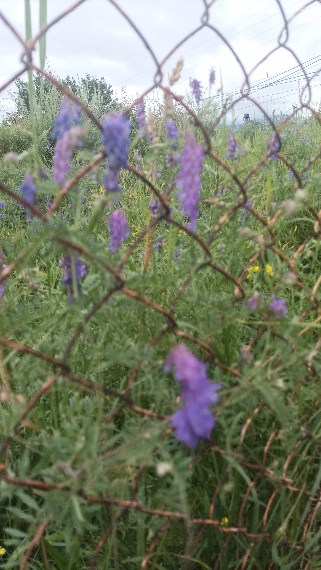 A quiet morning at a Vanadzor park, fences and wildflowers included.