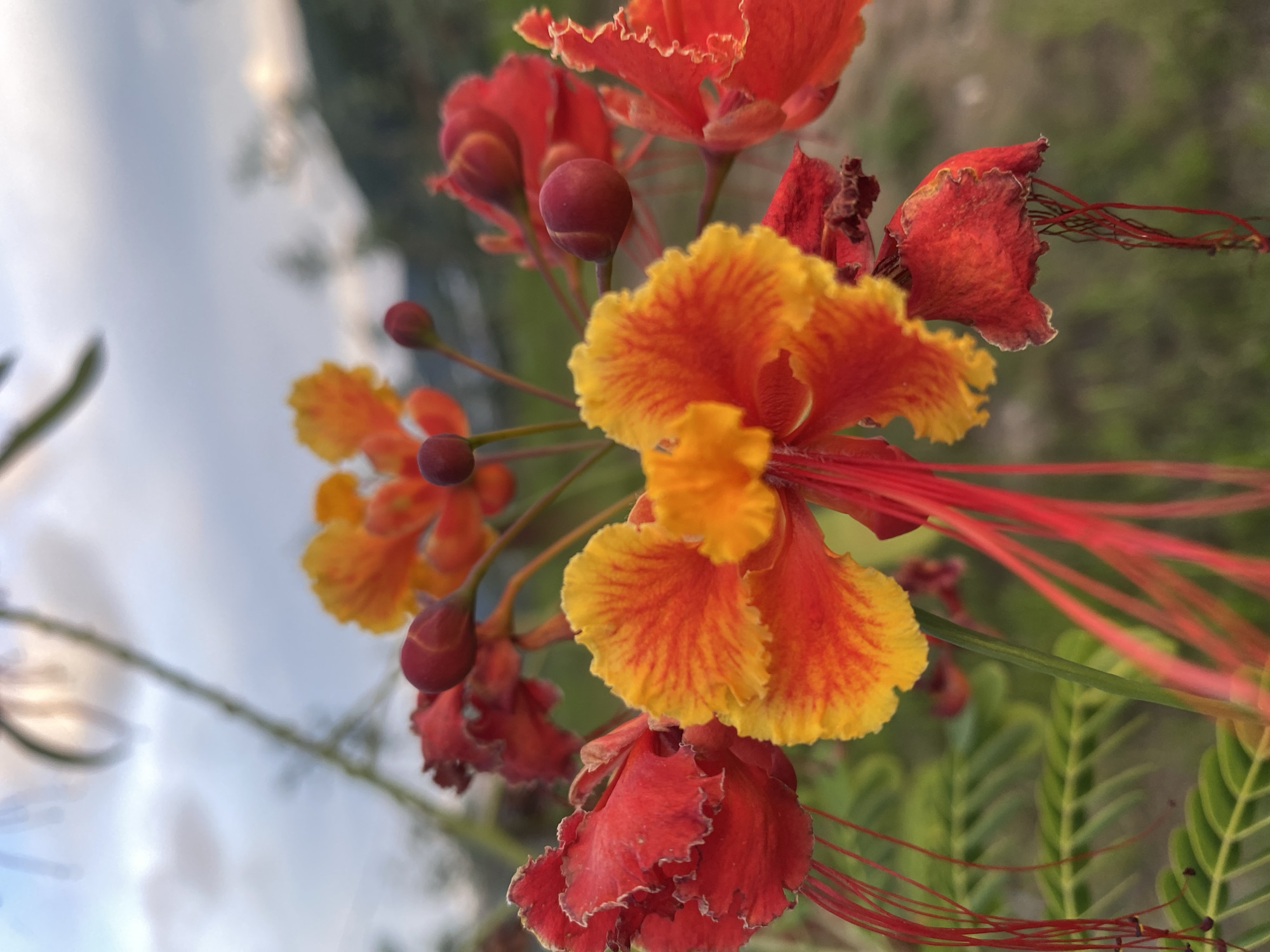 Selfies and flower close-ups among vivid blooms in rural Vietnam