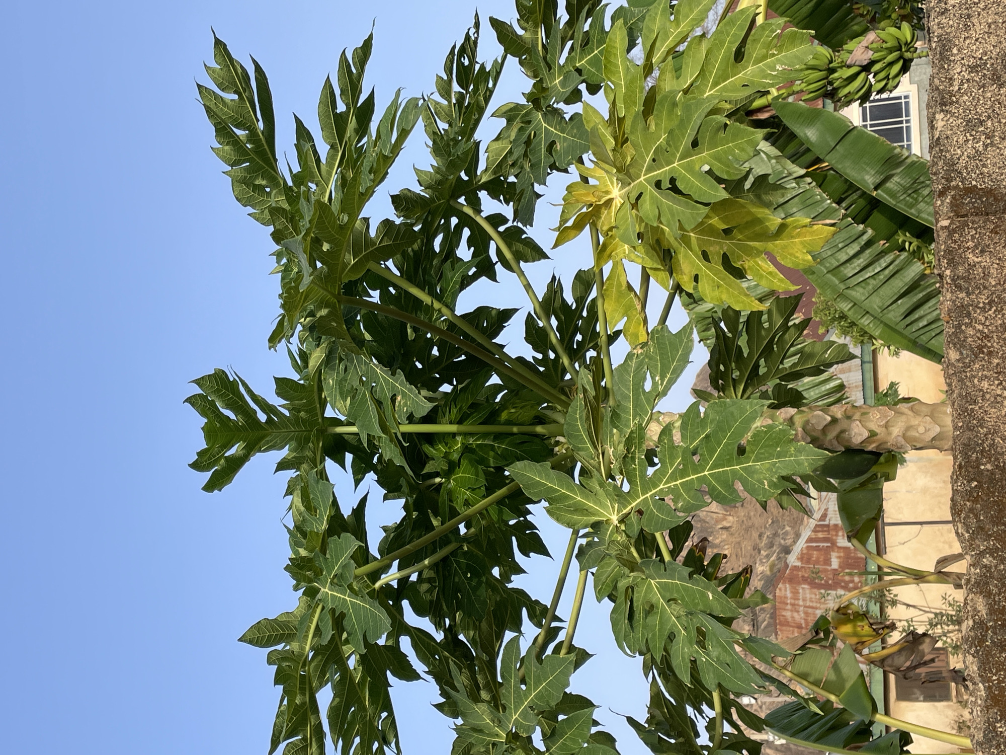Fruit trees spotted in Jos residential area