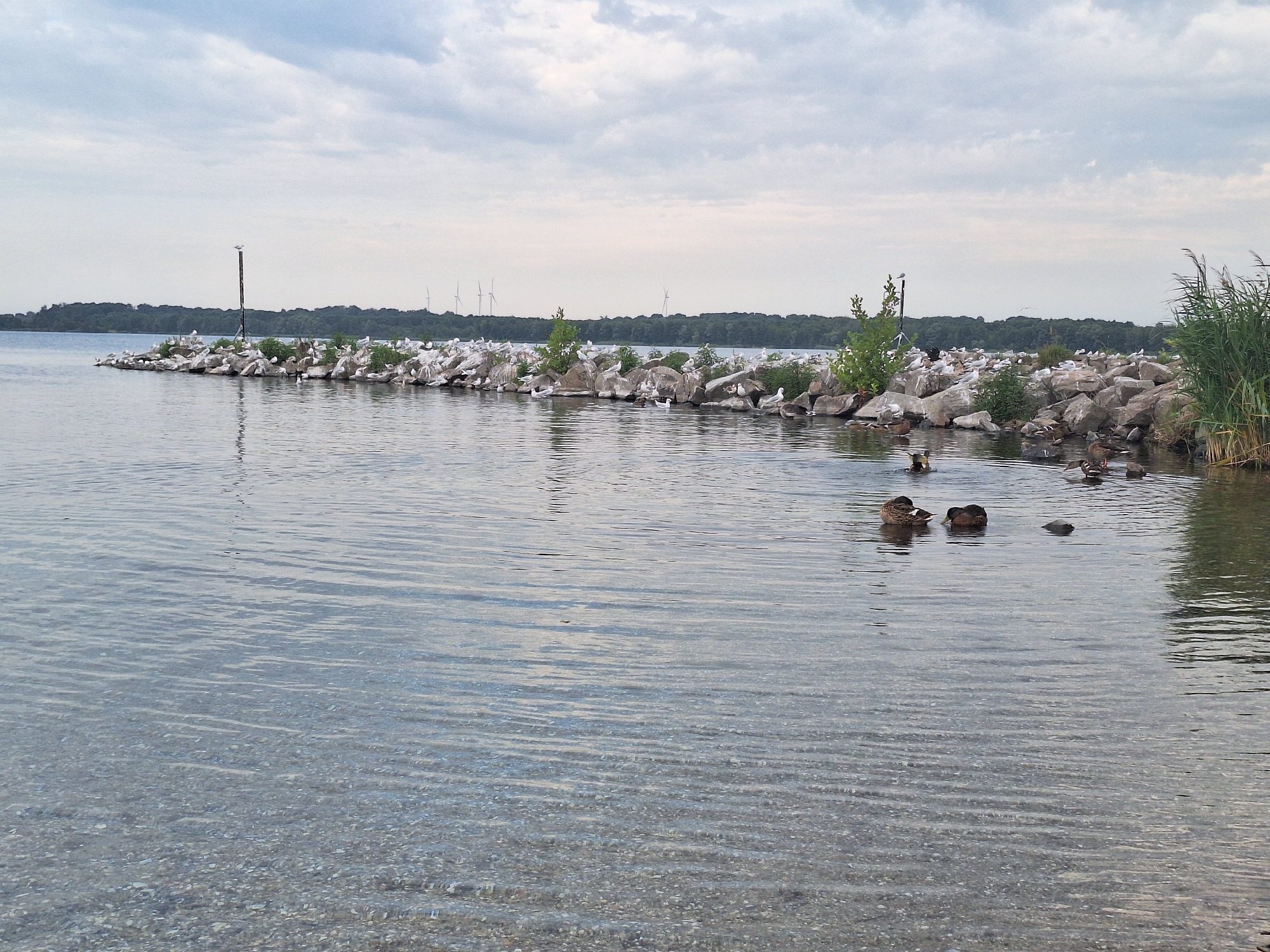 Ducks and seagulls at a quiet Leipzig lakeside