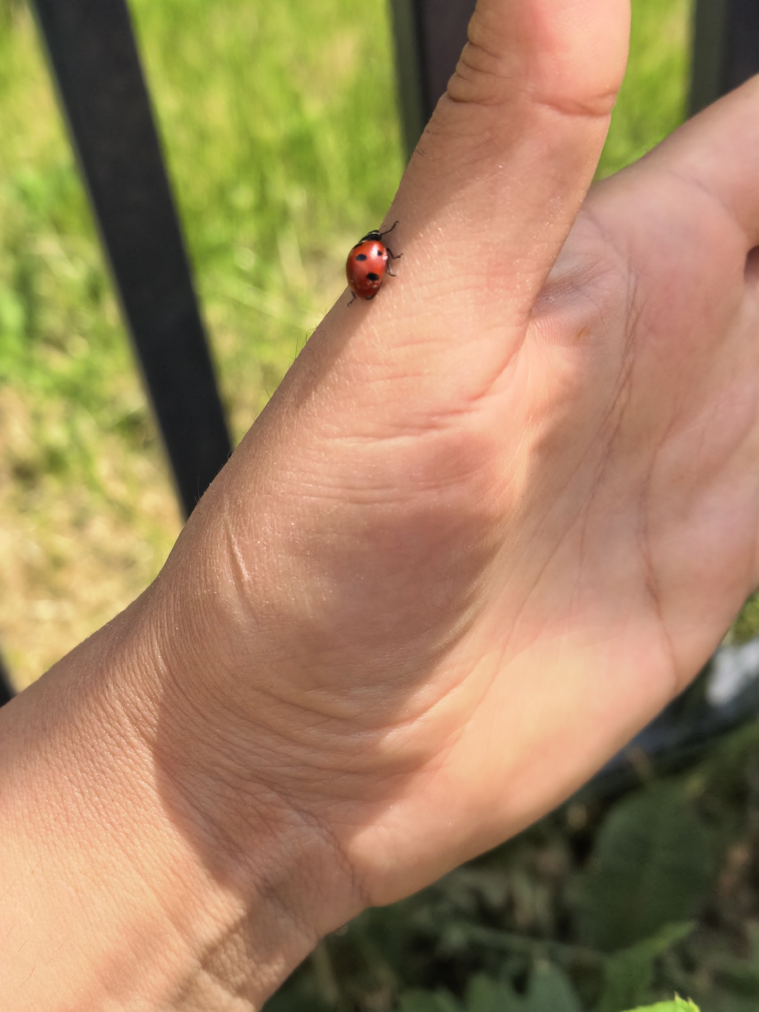 Ladybug spotted resting on hand in Misaylovo, Russia
