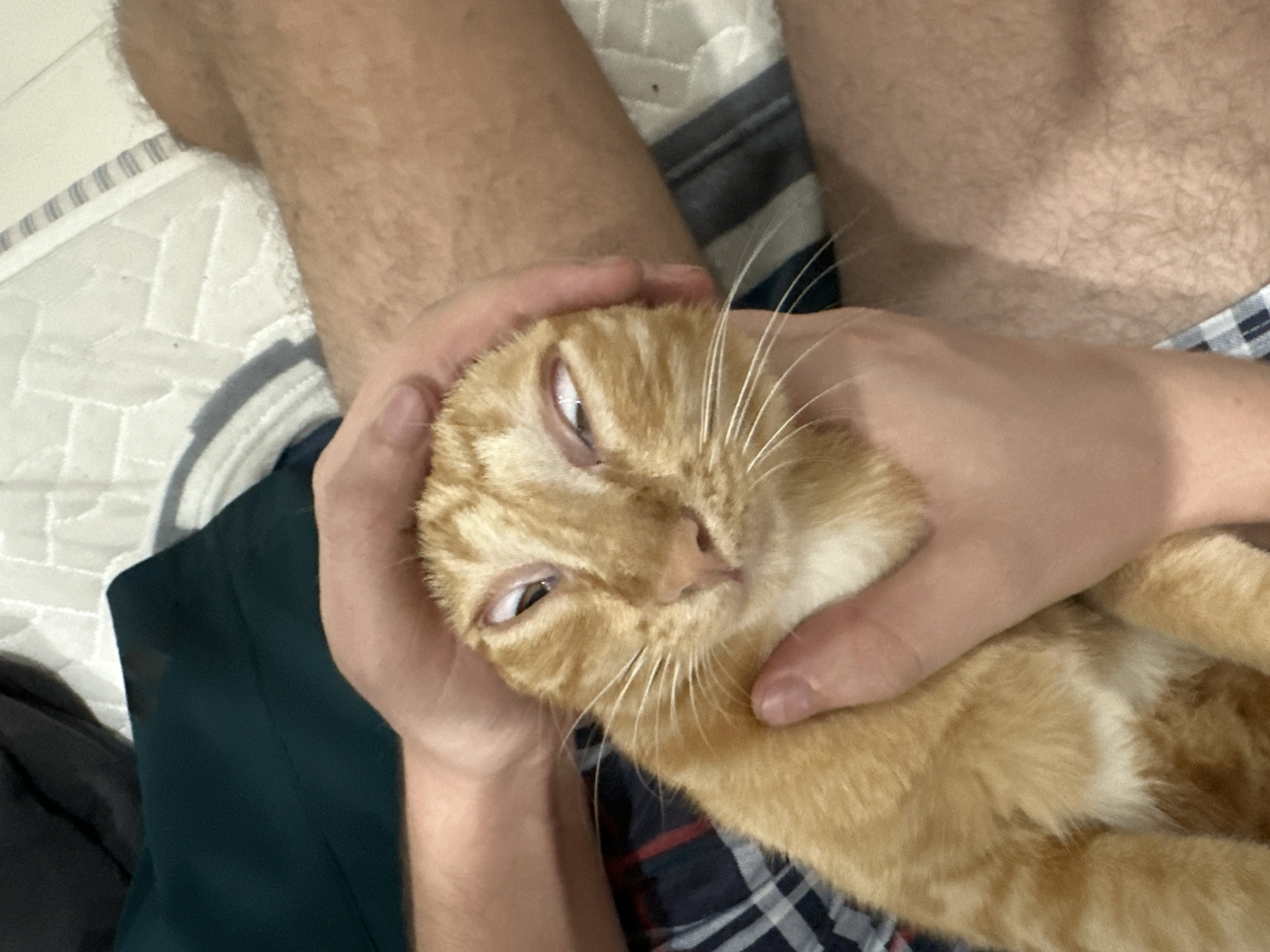 Orange tabby cat gets handled and explored around a Thai home