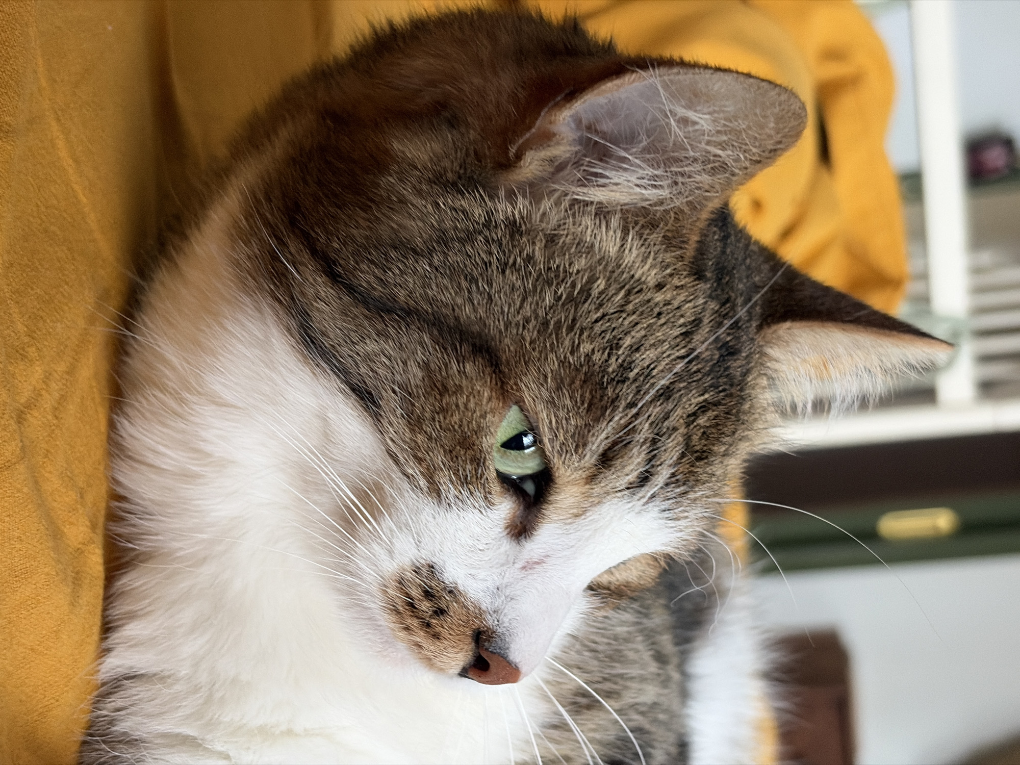 Tabby cat photographed resting indoors in Chaikovsky, Russia
