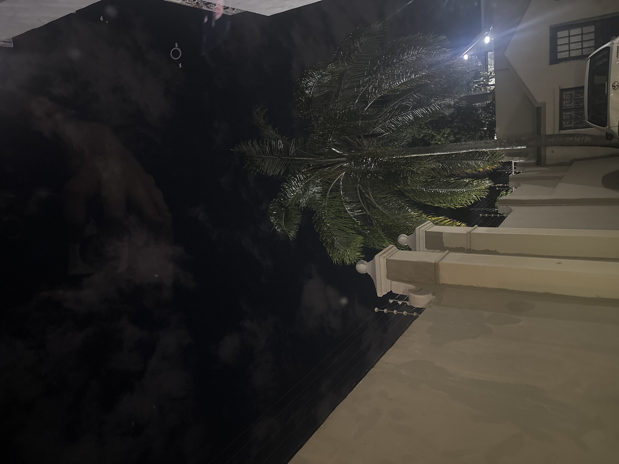 Palm tree frames white building in nighttime Durban scene