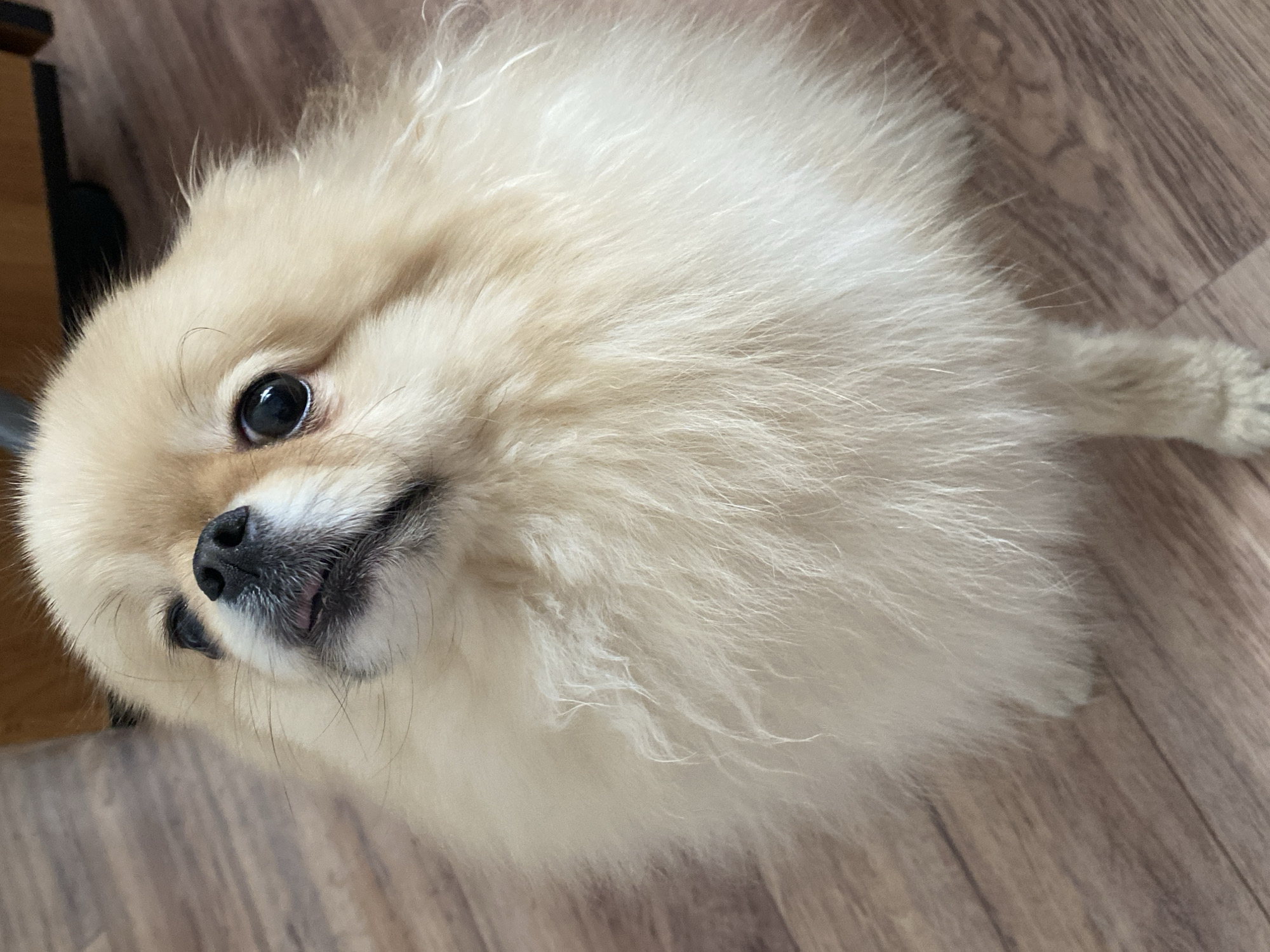 Tan Pomeranian spotted sitting indoors on wooden floor